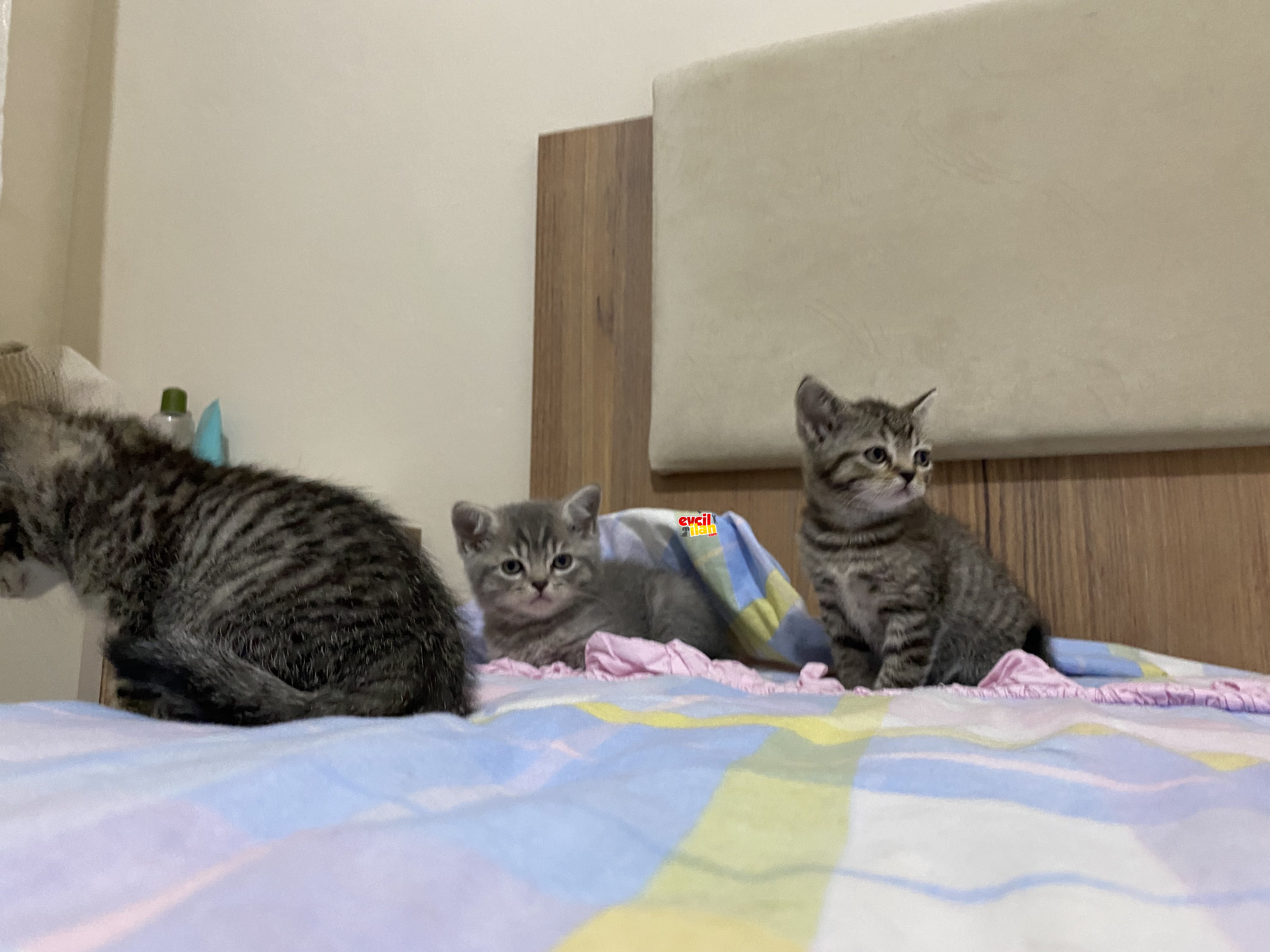 Gri British Shorthair