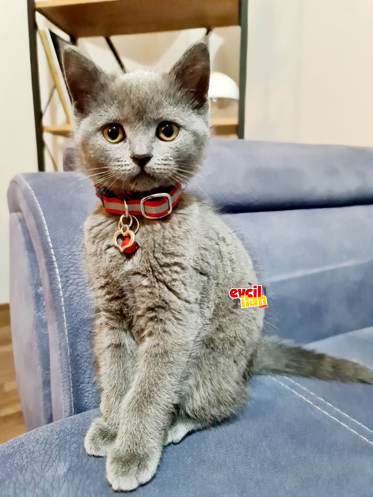 GRİ DİŞİ SAFKAN BRİTİSH SHORTHAİR