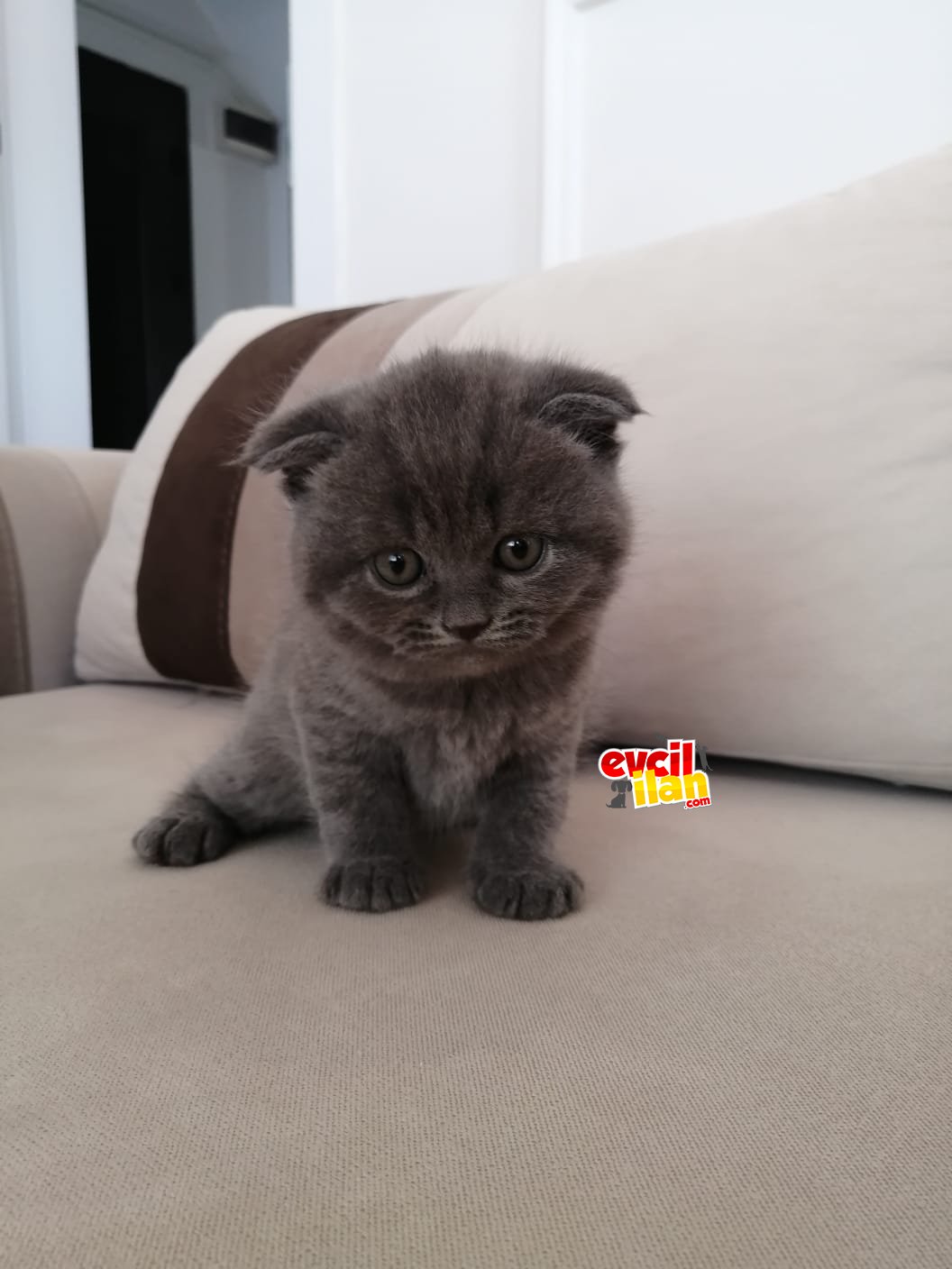 Gri SCRli Scottish Fold Yavrular 2 aylık