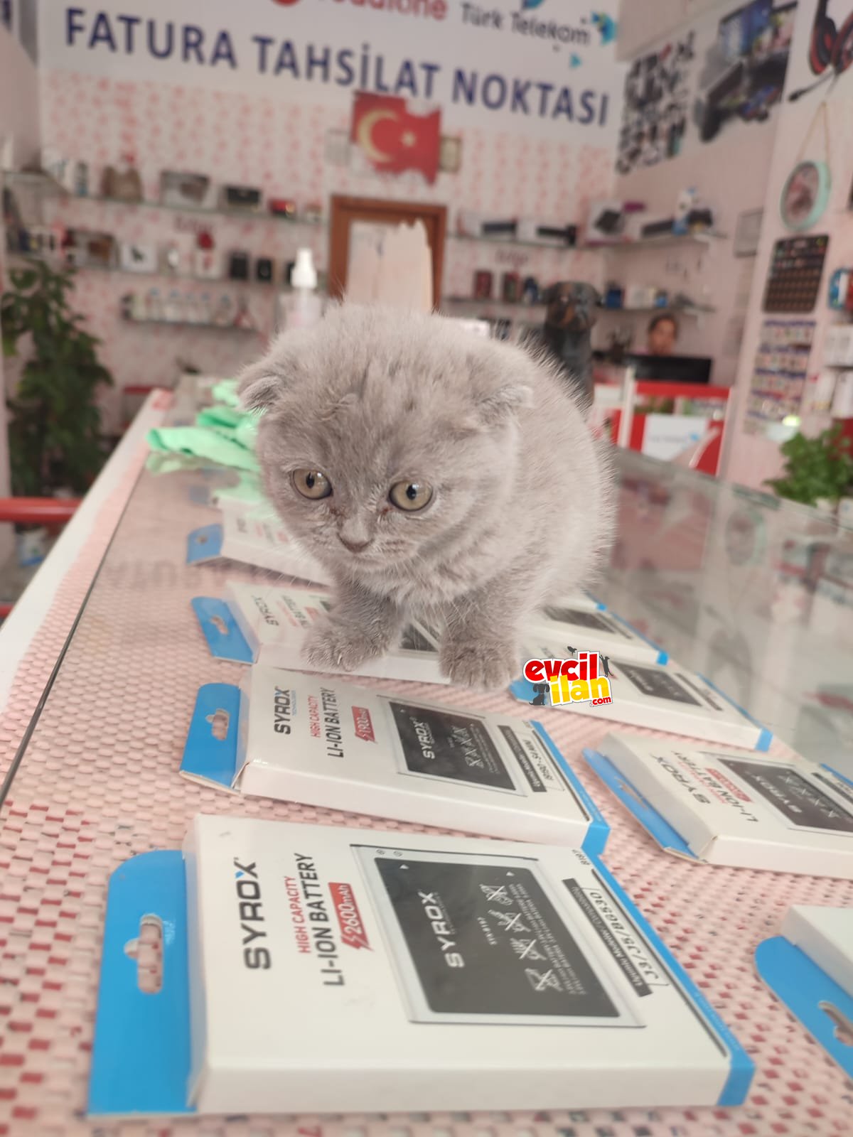 grinin en güzel hali schottish yavrumuz