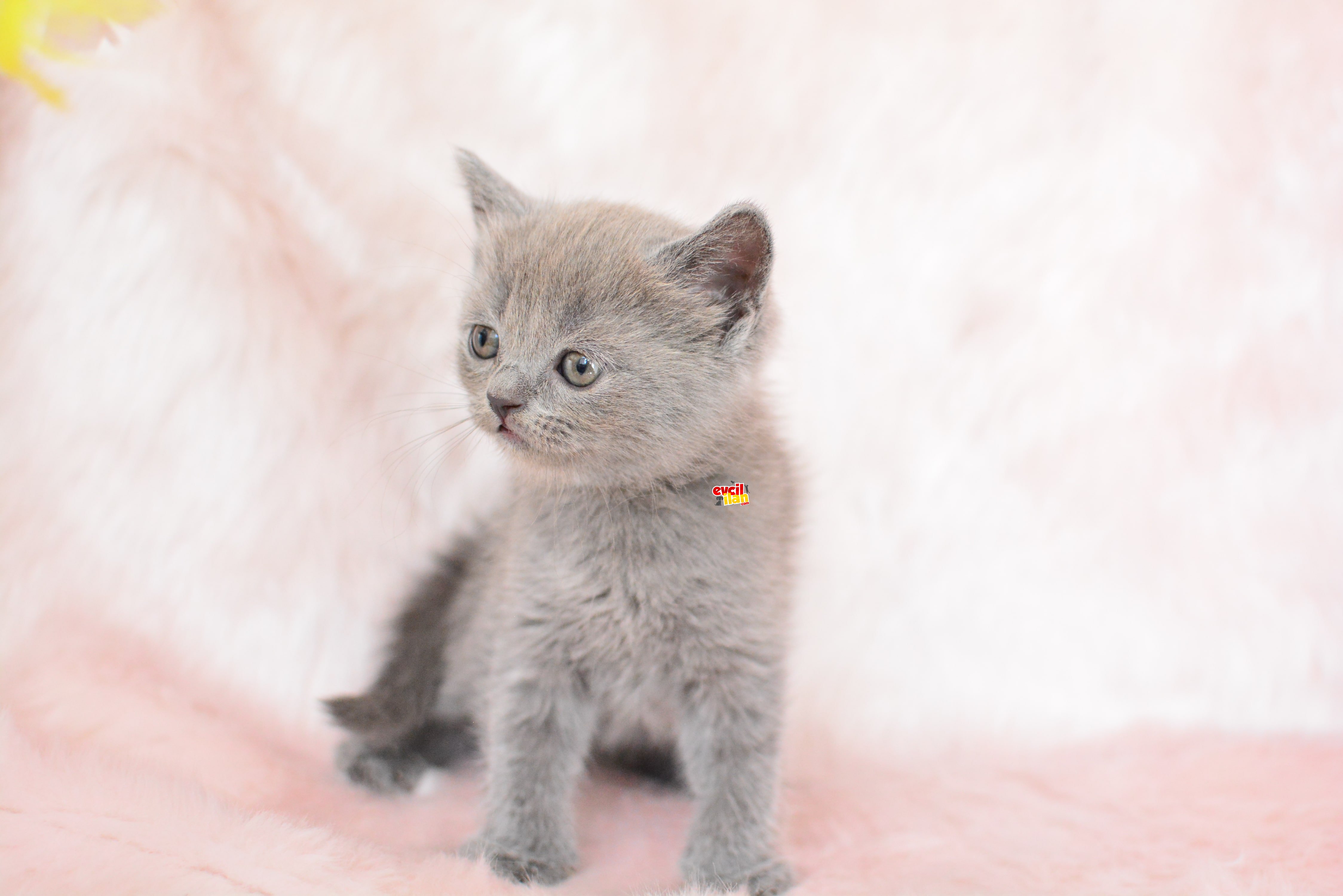 GRİNİN EN GÜZEL TONUNDA BRITISH SHORTHAIR