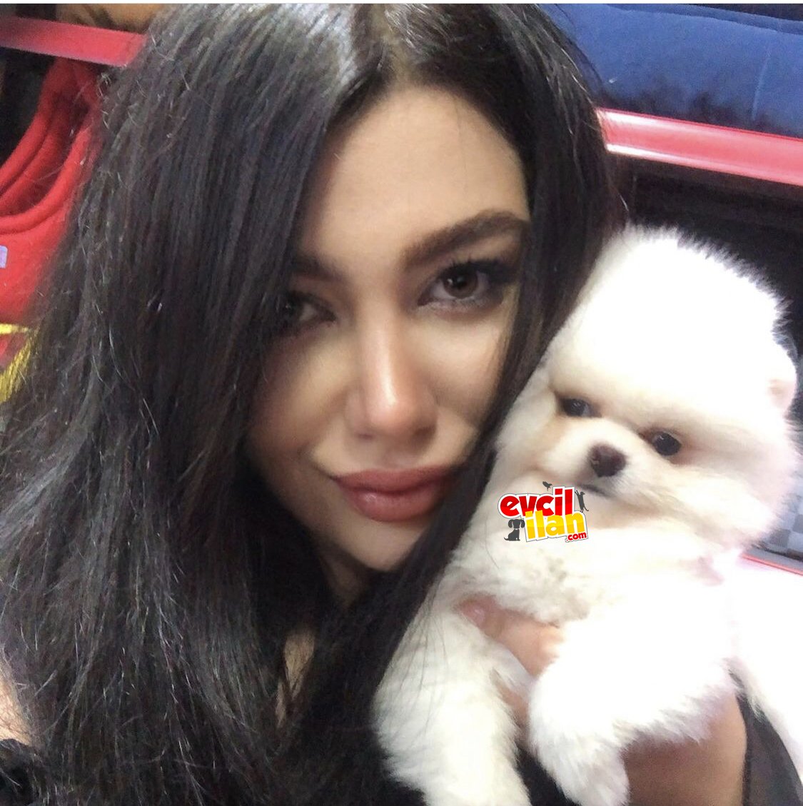 Gülen surat teddy bear pomeranian boo