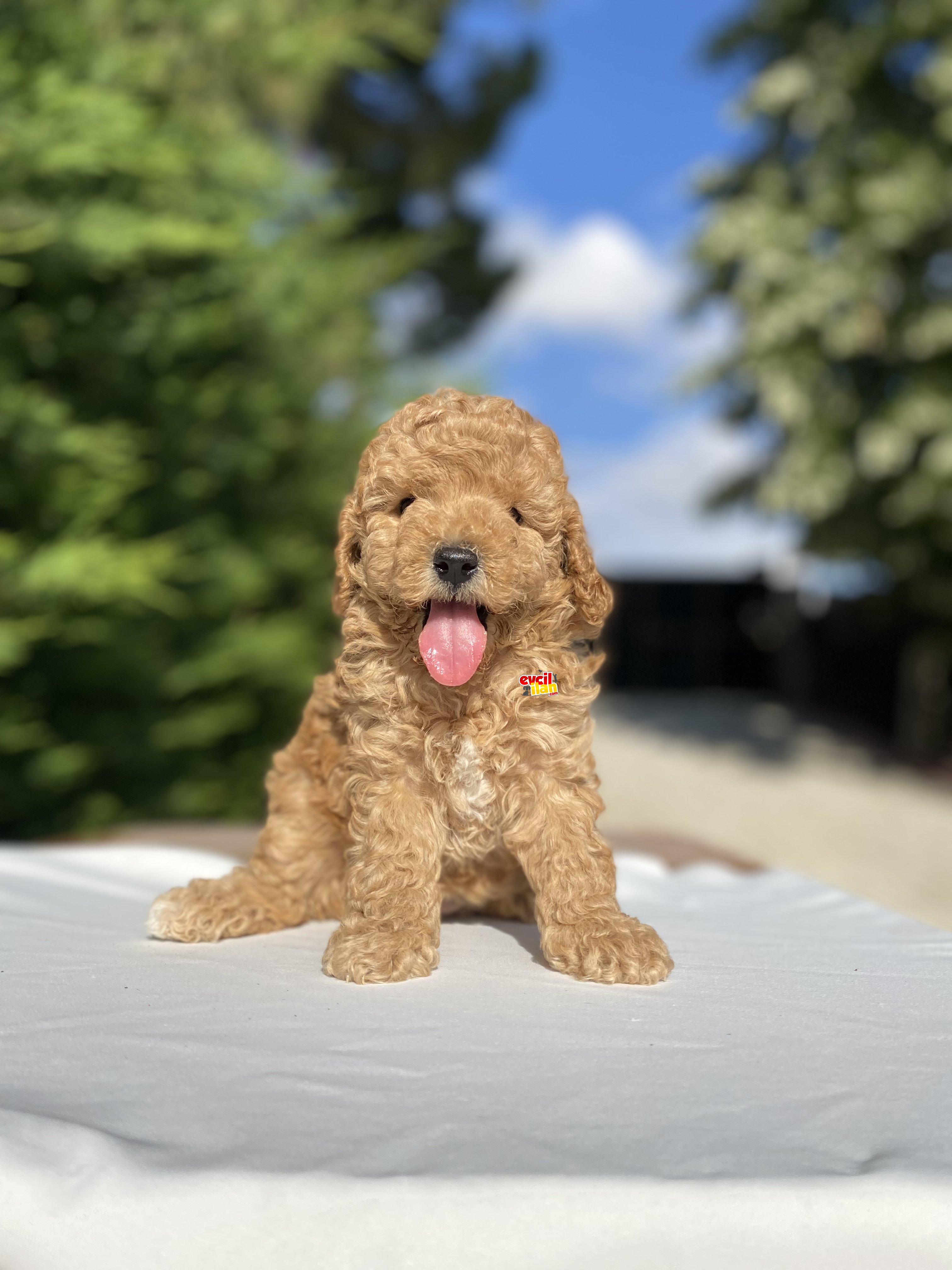 GÜLEN SURAT TOY POODLE BEBEKLER