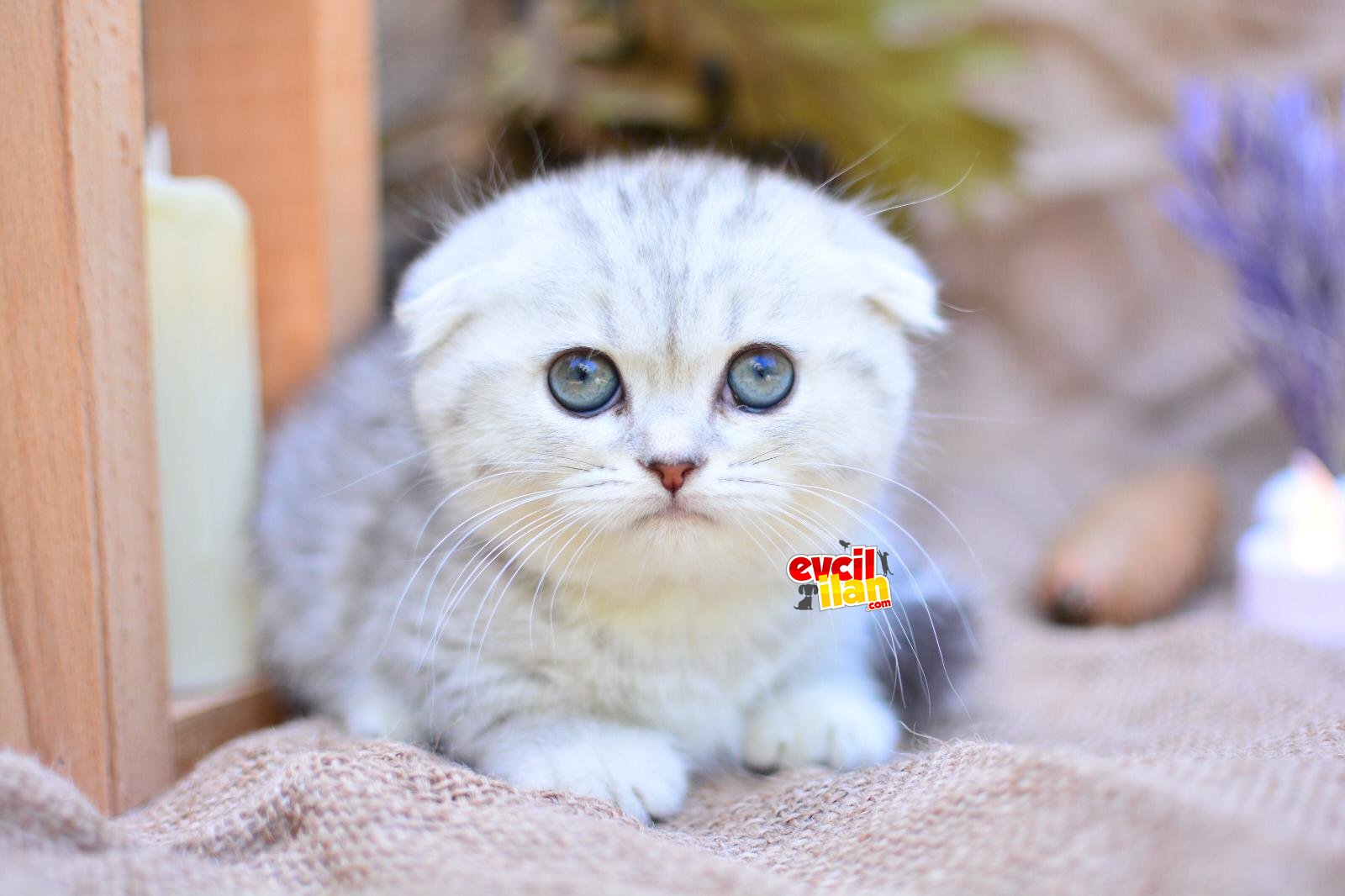 GÜMÜŞ ÇİZGİLİ SCOTTISH FOLD SHORTHAIR