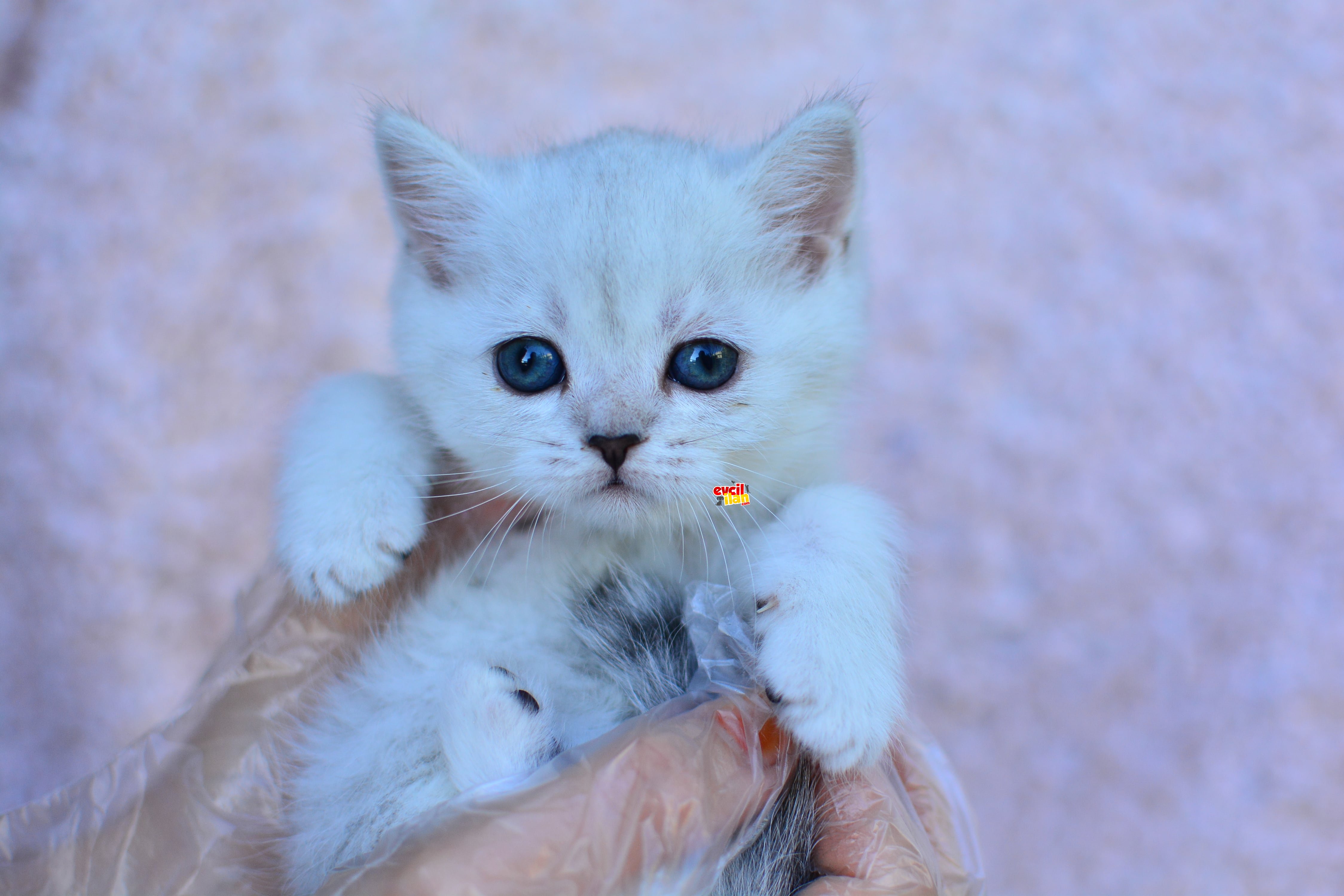 GÜMÜŞ ÇİZGİLİ SİLVER BRITISH SHORTHAIR