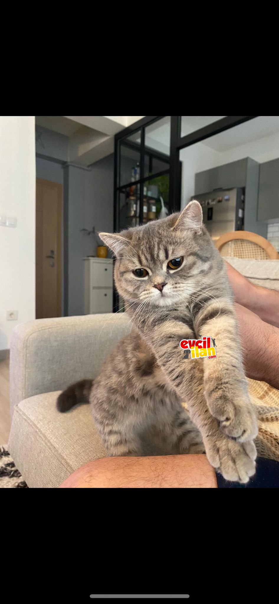 Güzel british kızı