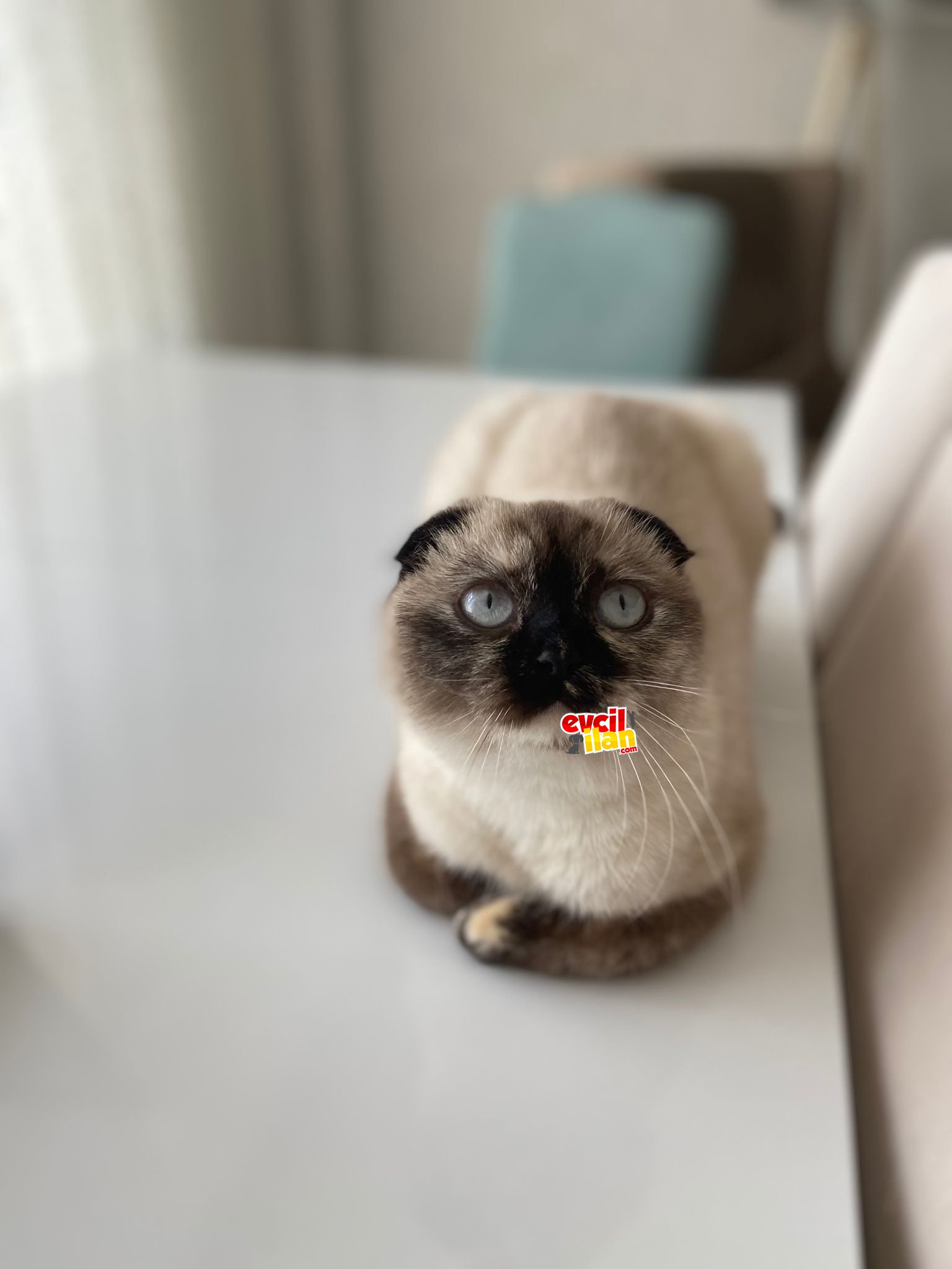Güzel kız