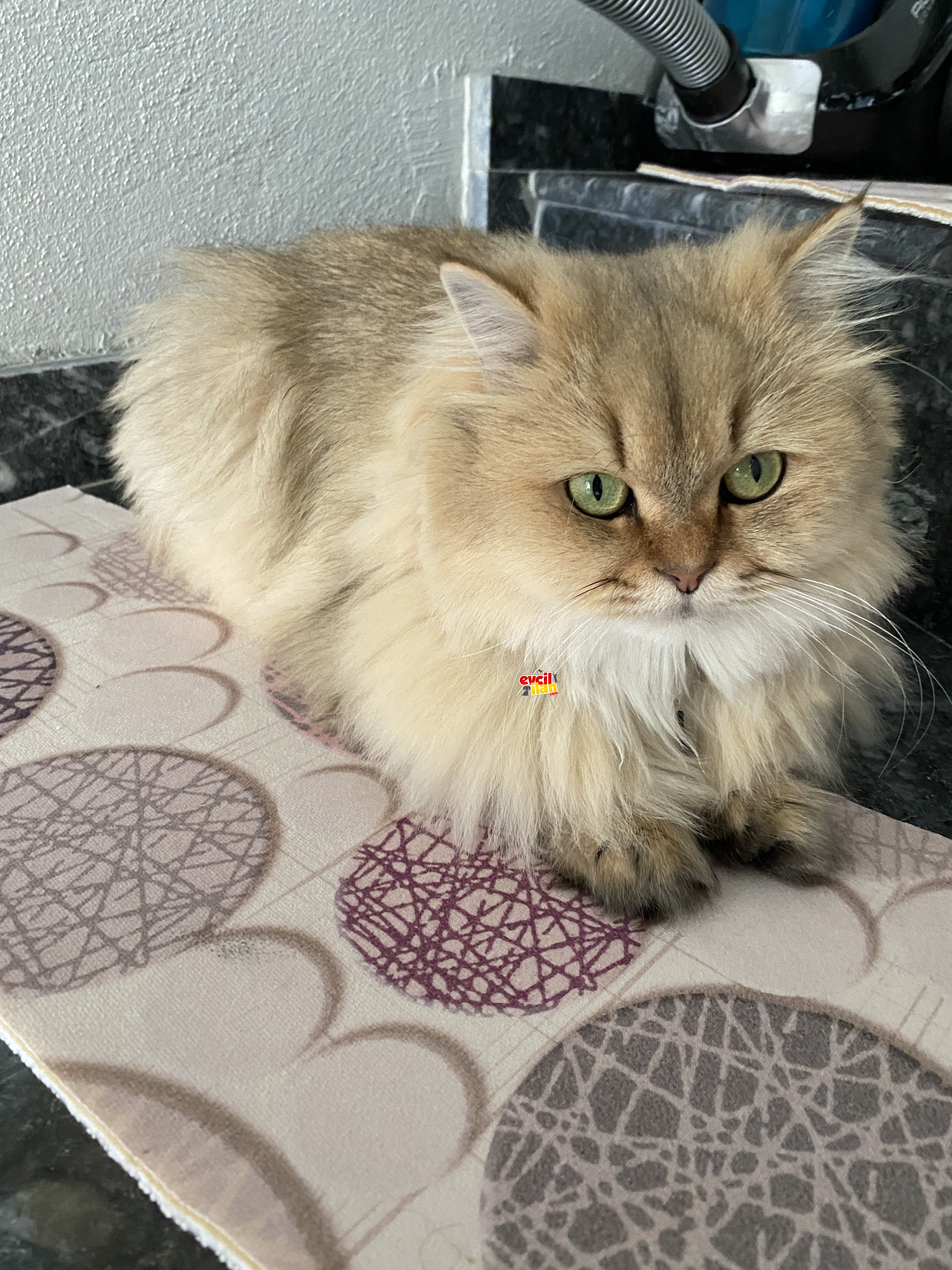 Güzel kızım Karamel