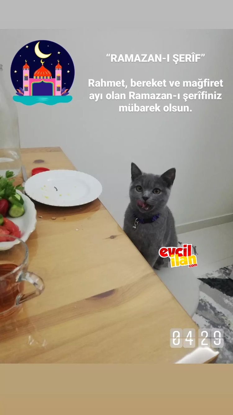 Güzel kızım British shorthair