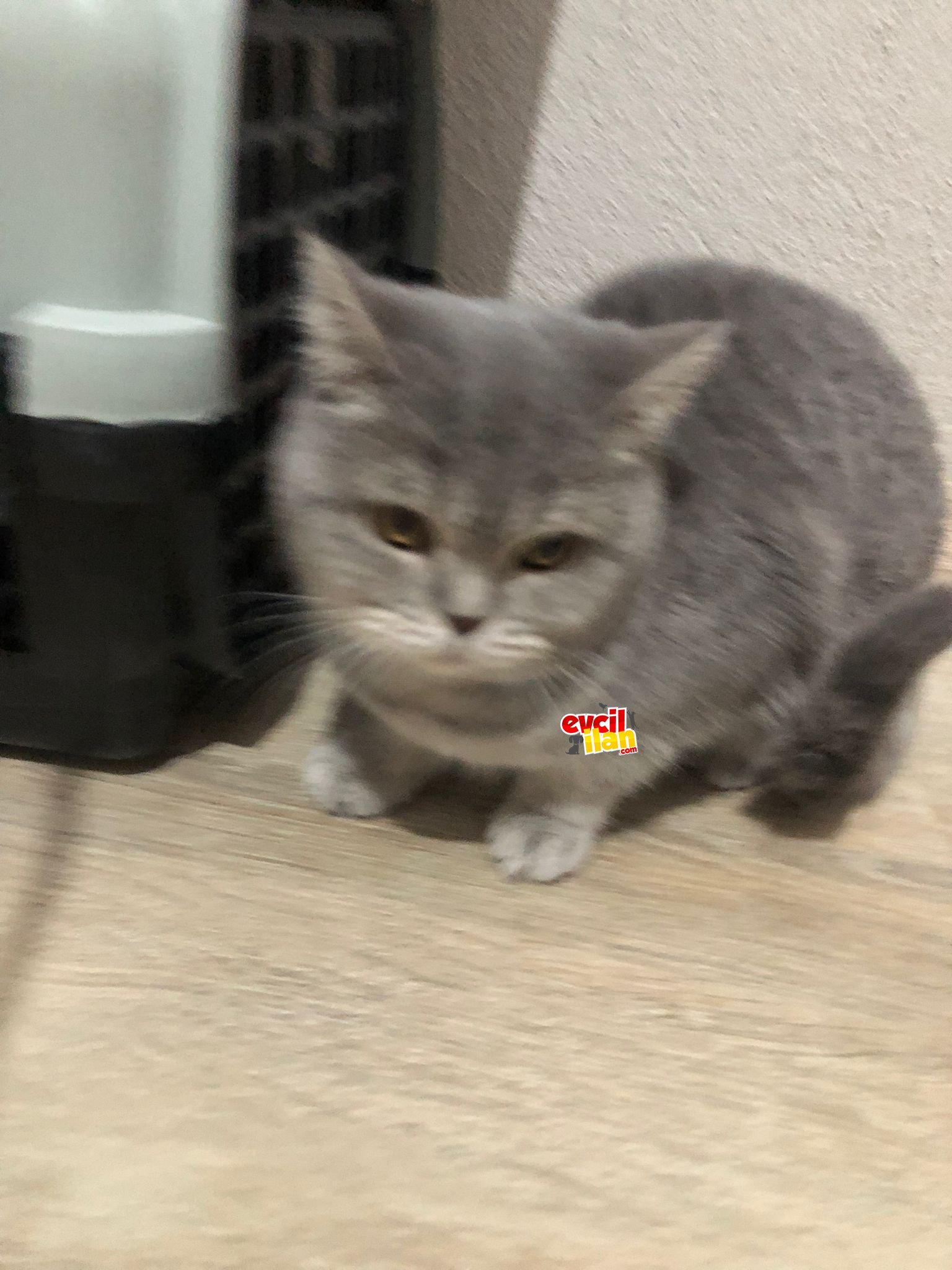 GÜZEL KIZIMA YENİ YUVA ARIYORUM