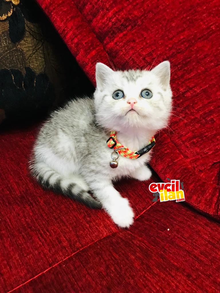 Güzel kızımız yeni yuvasına gitmeye hazır