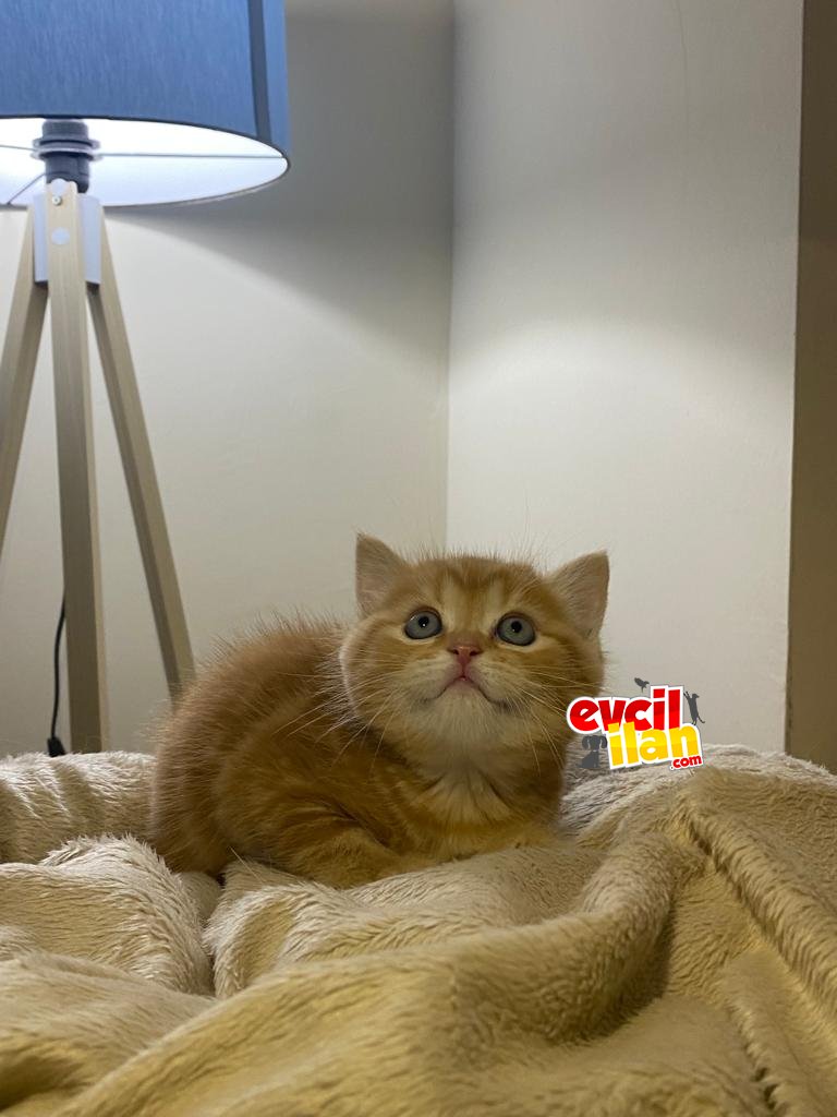 Güzel oğluma yuva arıyoruz