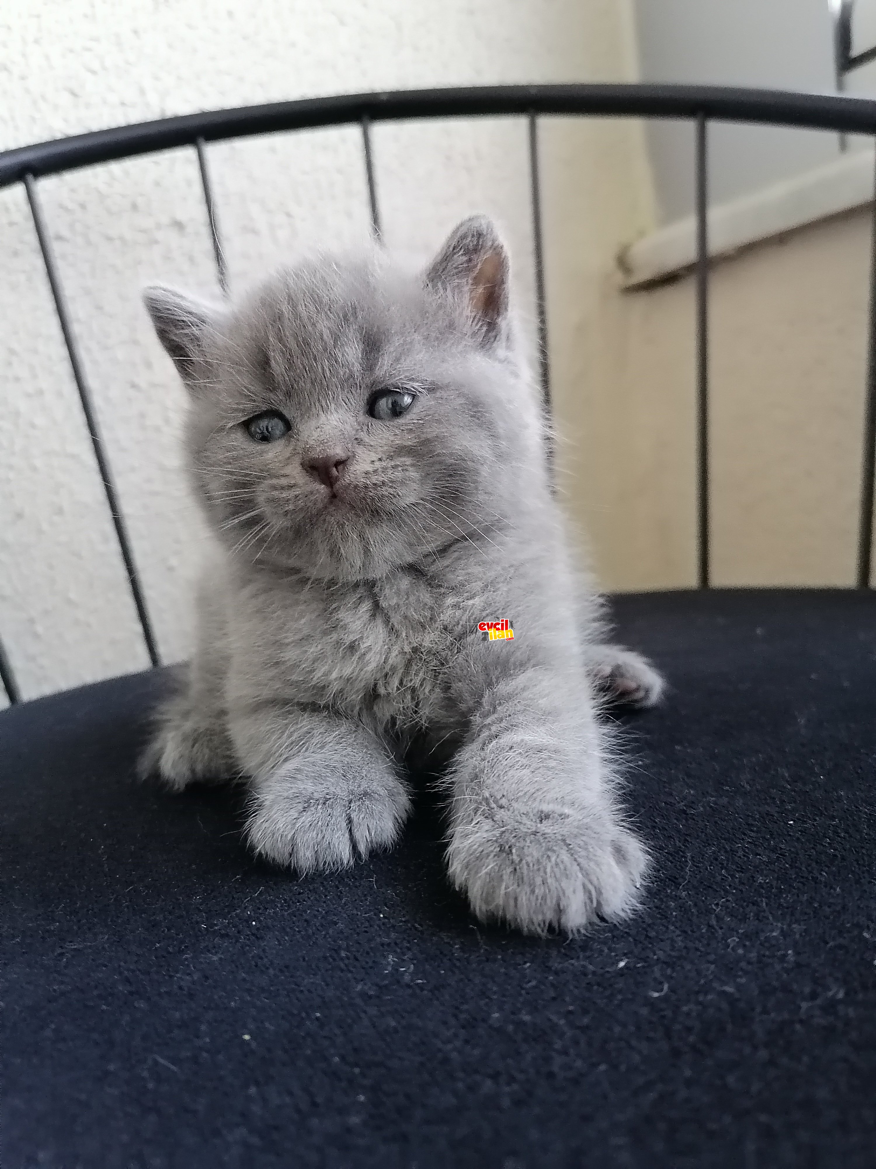 Güzel oğlumuza yeni yuva arıyoruz 