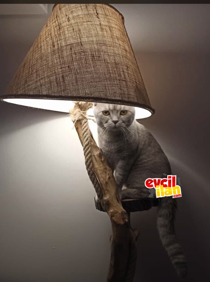 Güzel oğlumuzu sahiplendiriyoruz