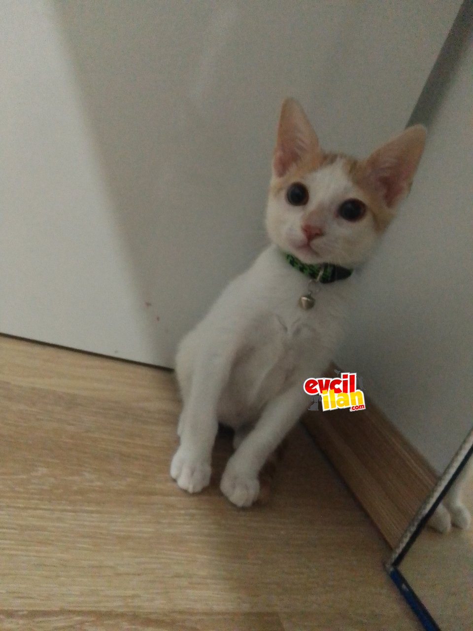 Guzel oğluşa kalıcı yuva aranıyor acil