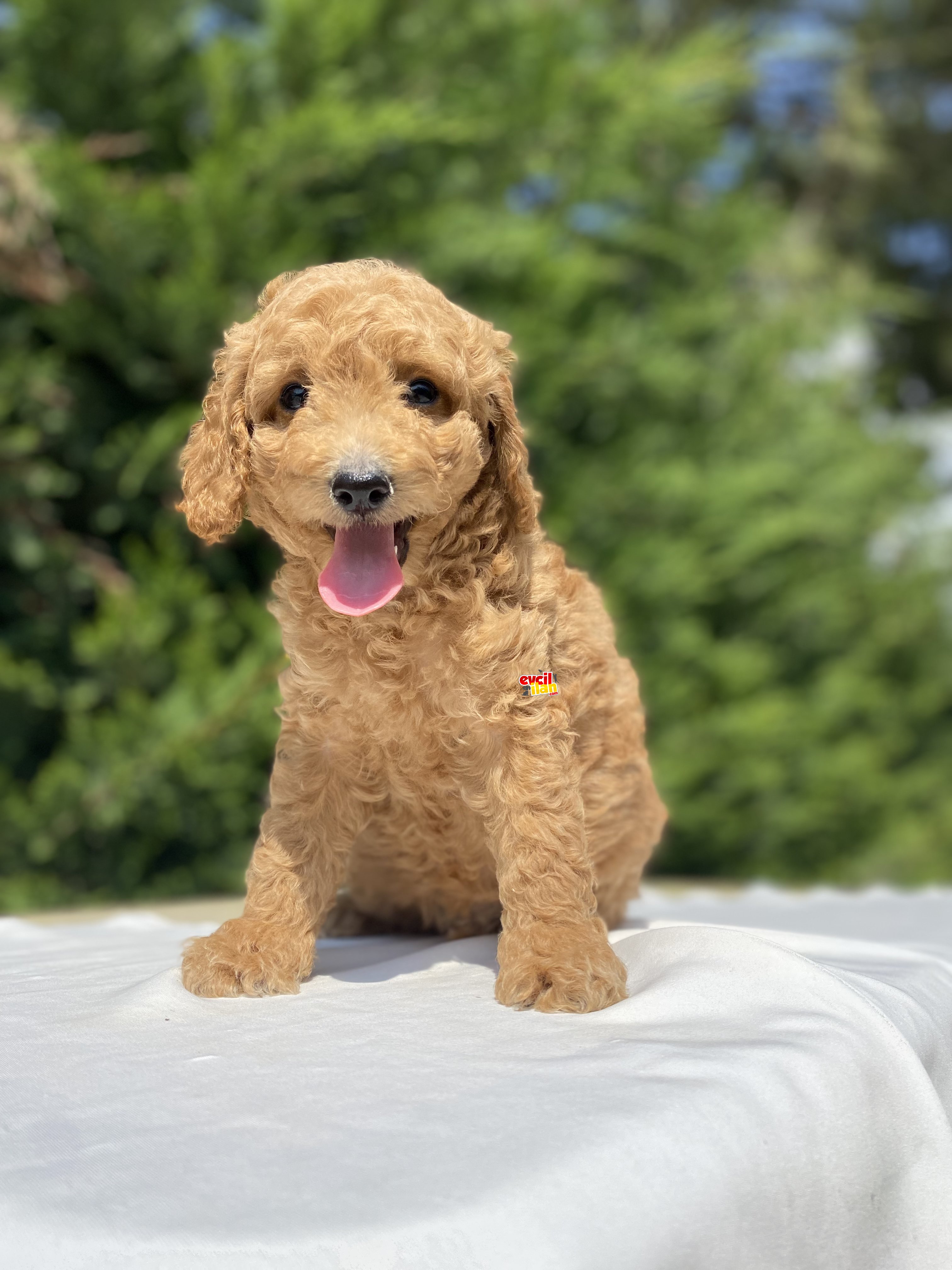 GÜZEL SURATLI POODLE BEBEKLERİMİZ