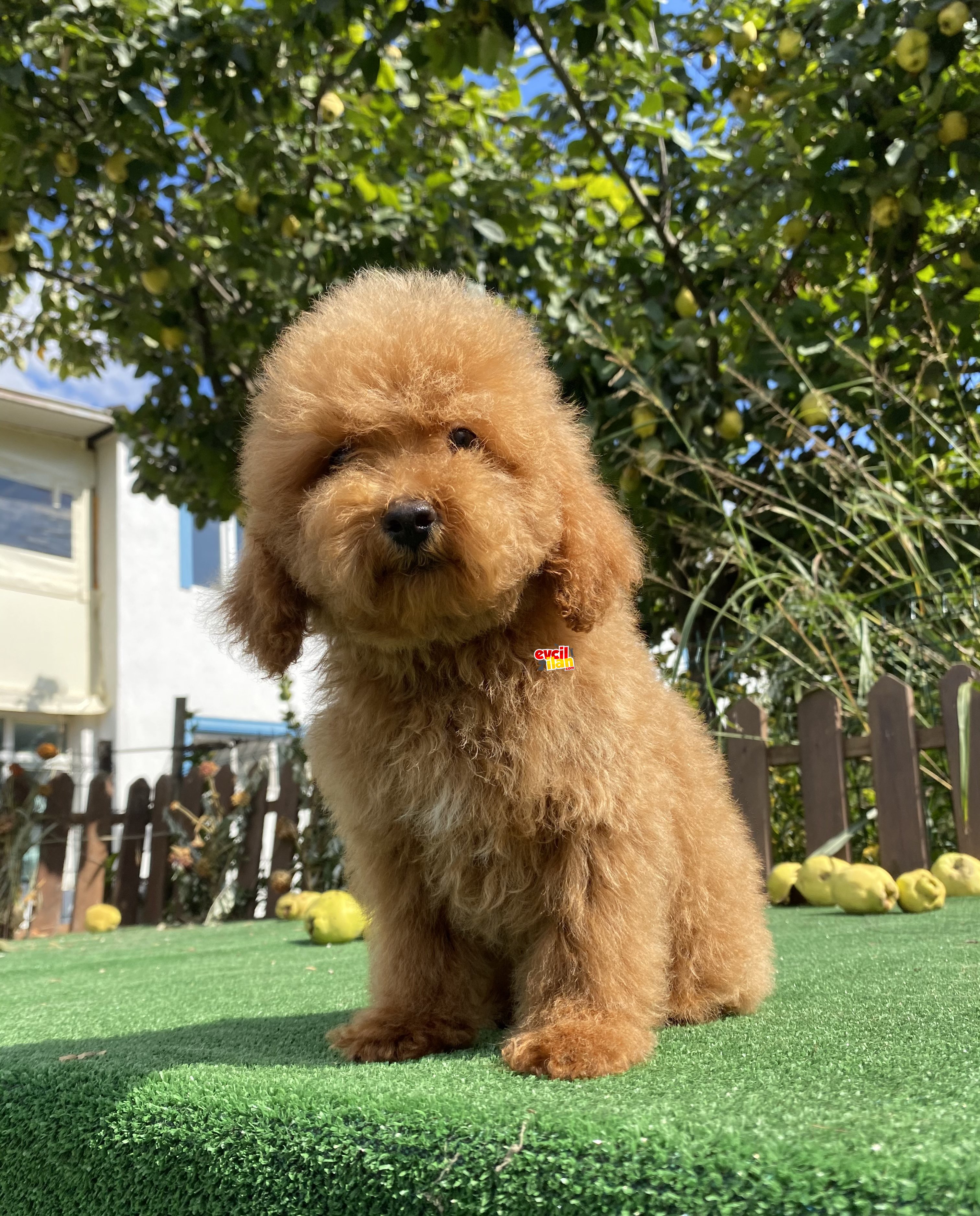 GÜZEL SURATLI RED POODLE BEBEKLER 