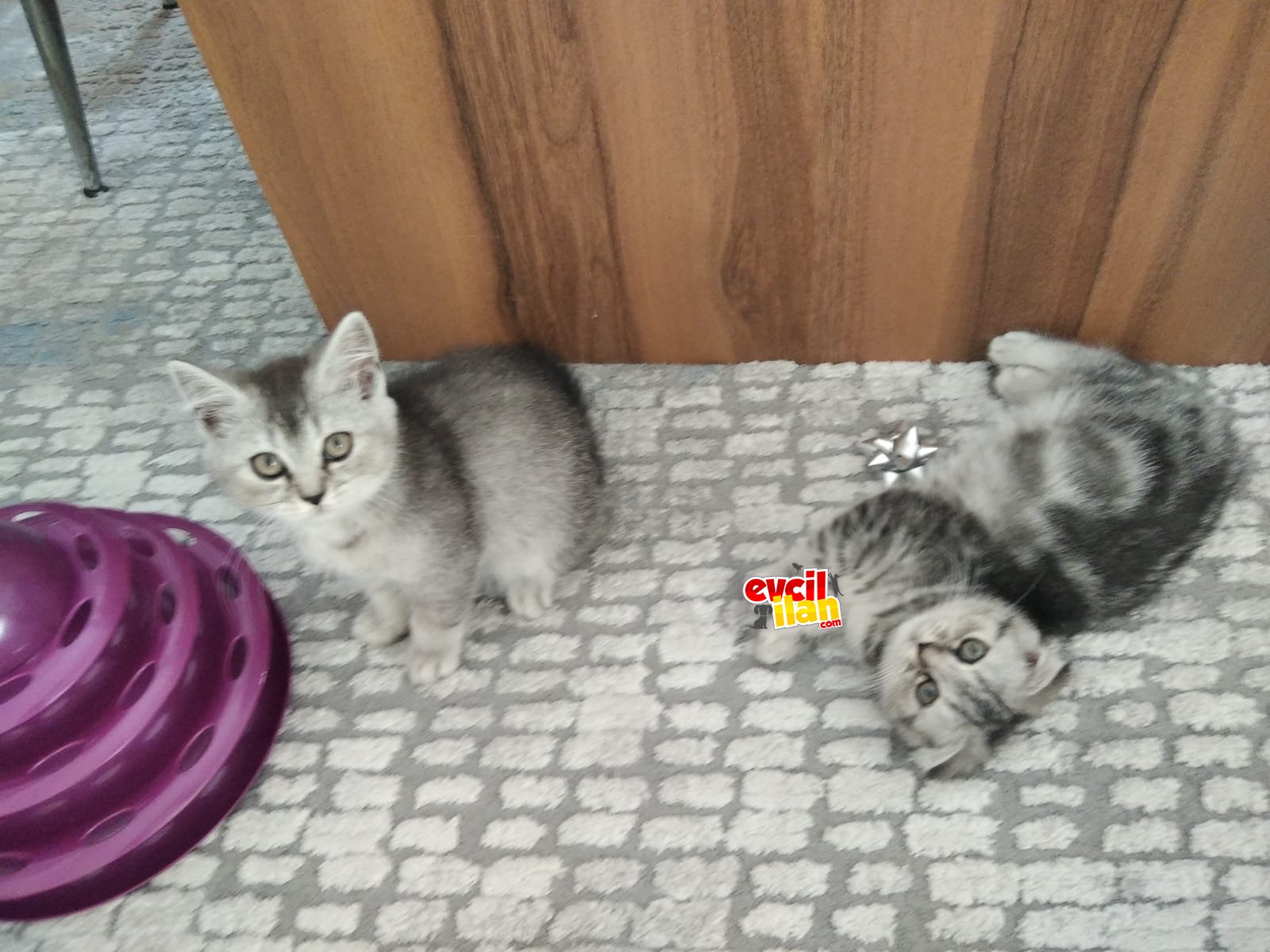 Güzel tatlilar
