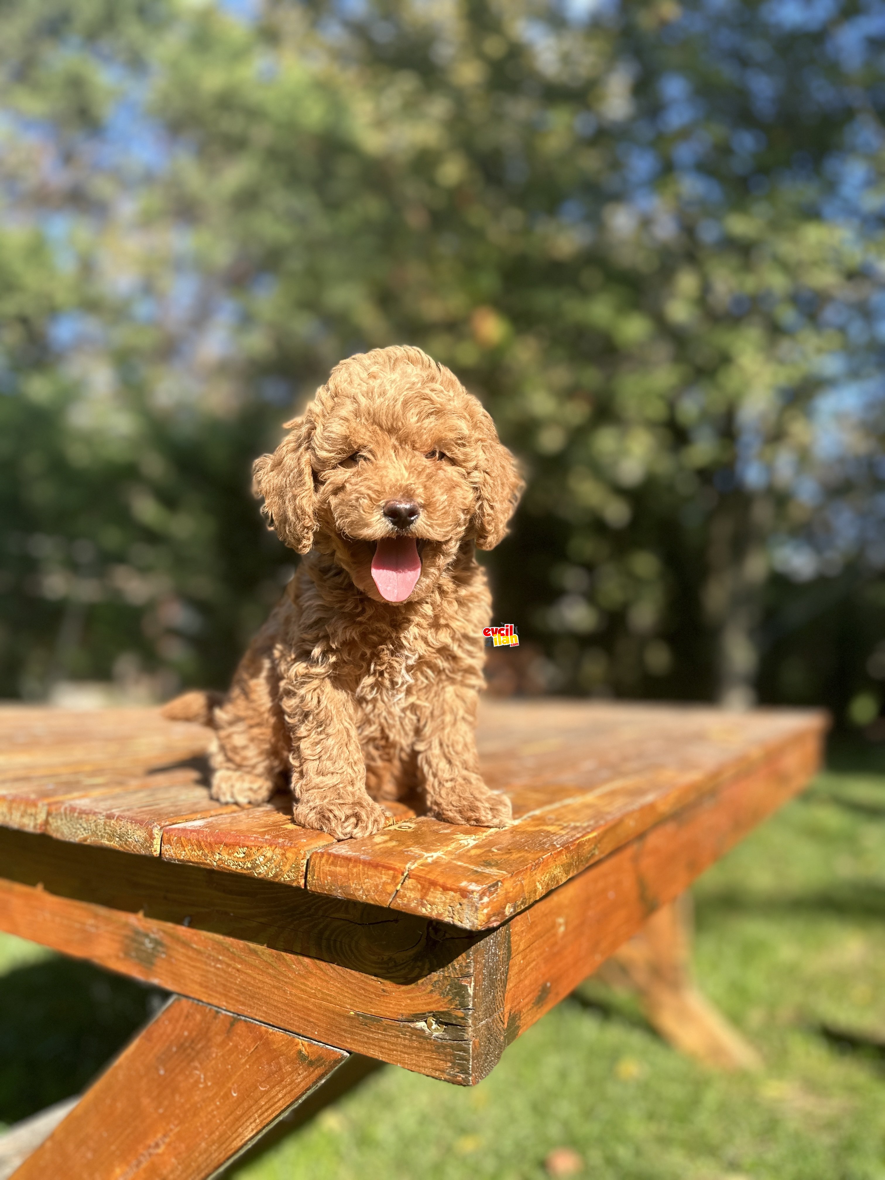 GÜZEL YÜZLÜ POODLE BEBEĞİMİZ 