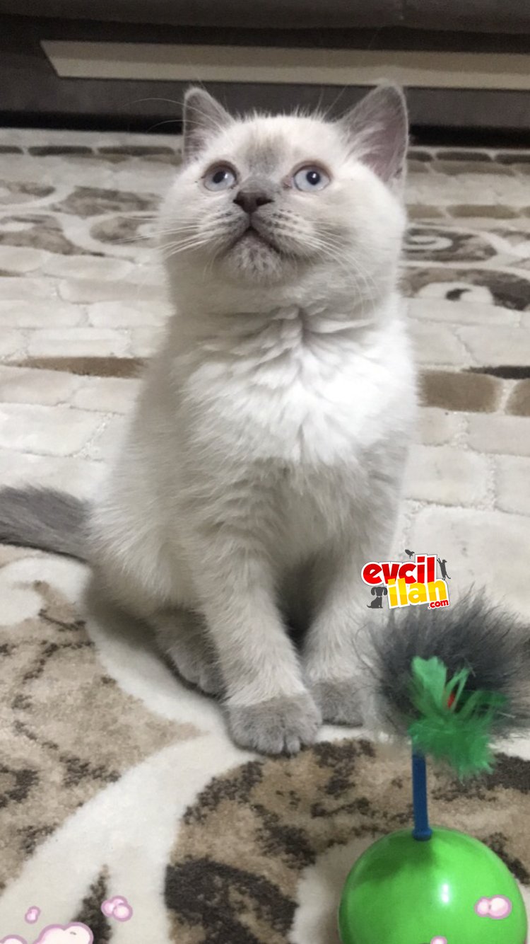 Güzeller güzeli british shorthair kizimi sahiplendiriyorum 