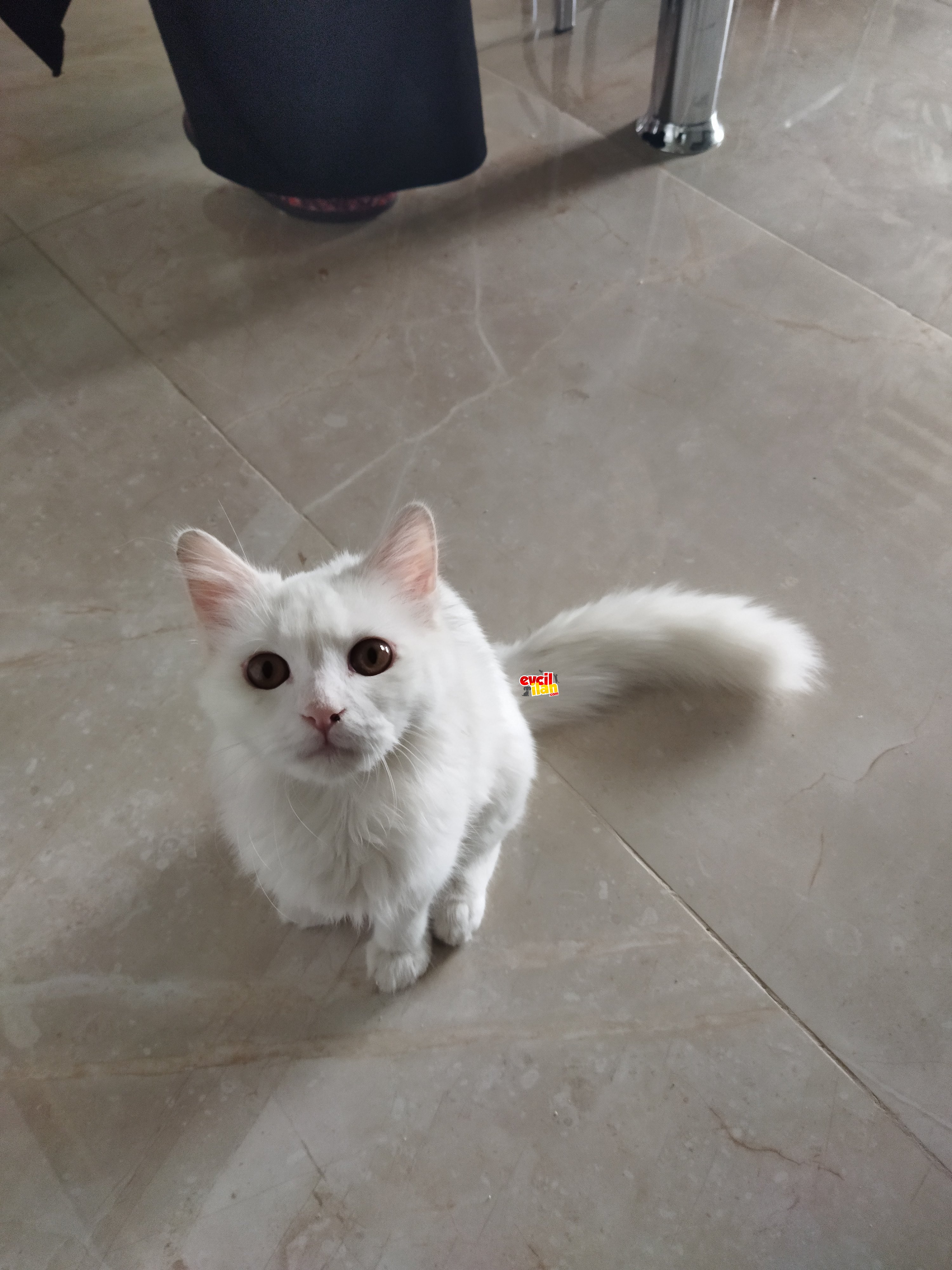 Güzeller güzeli chincilla