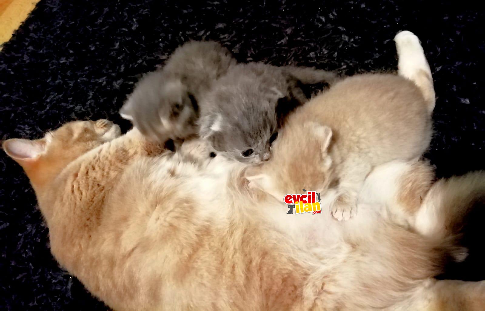 Güzeller güzeli çocuklarımıza yuva olmak ister misiniz? 