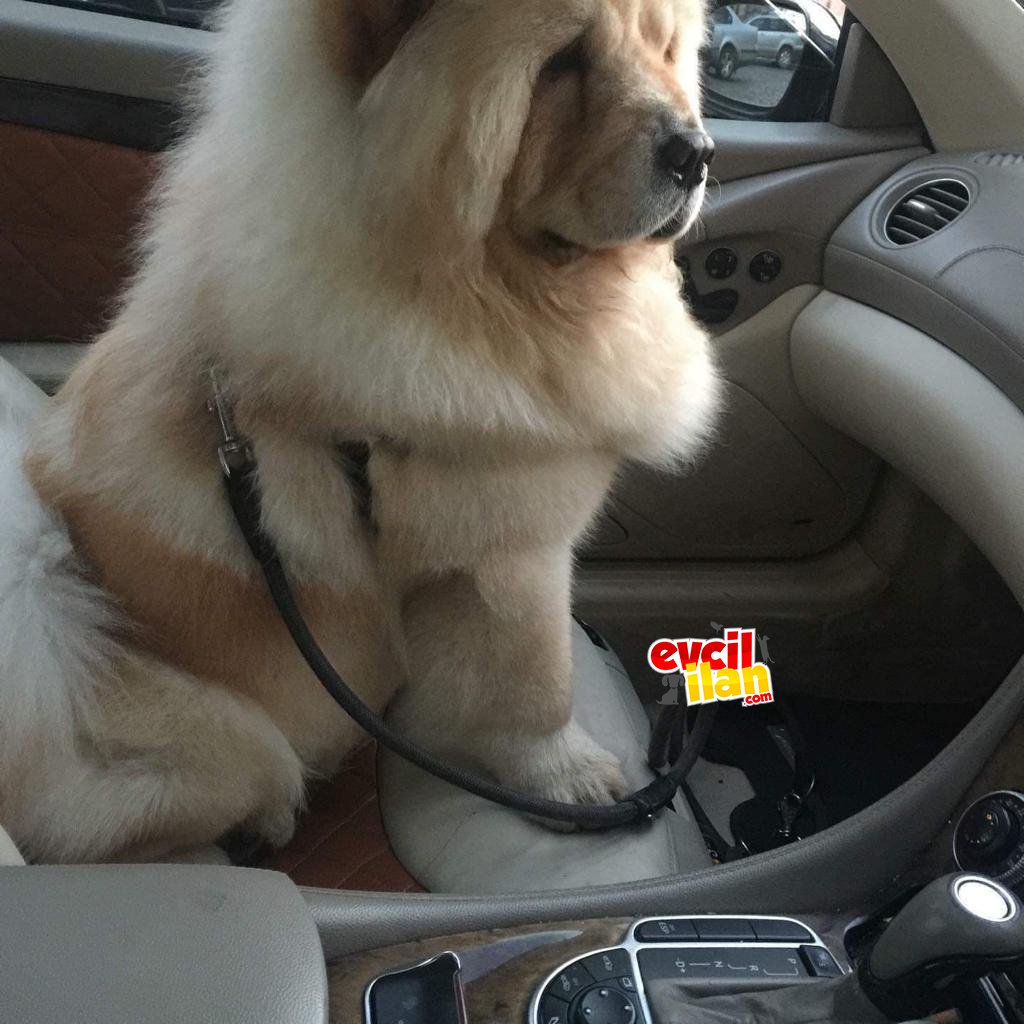 Hakika safkan 3,5 yaşında chow chow erkek harika bir köpek