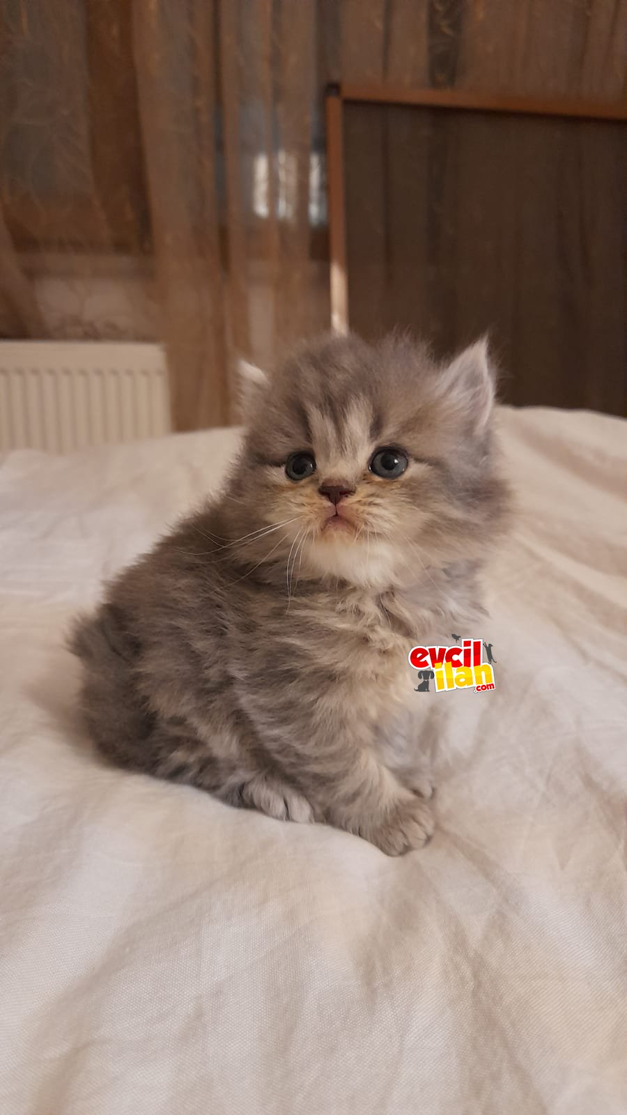 harika britich shorhair yavrular 