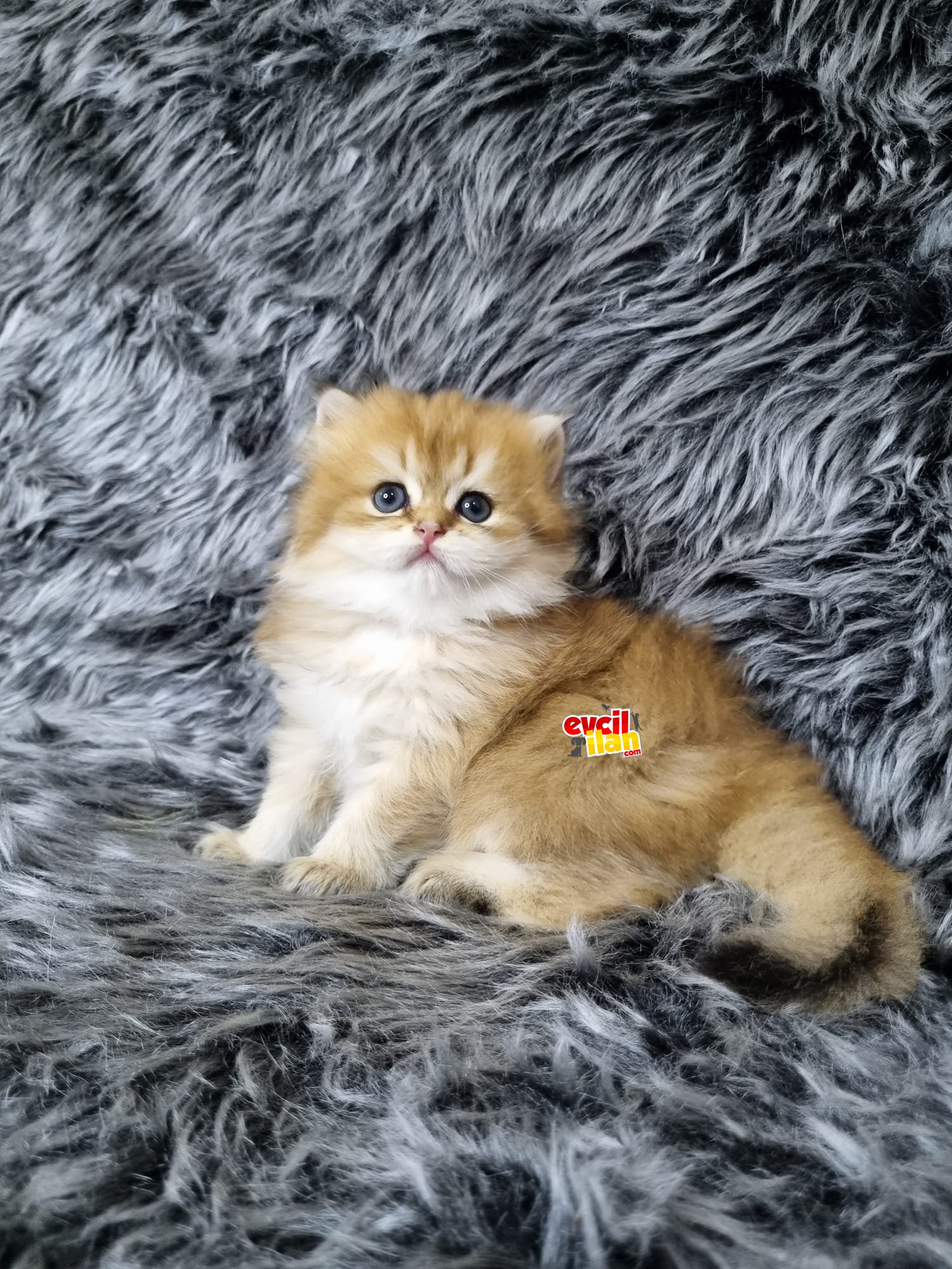 HARİKA ERKEK YAVRU
