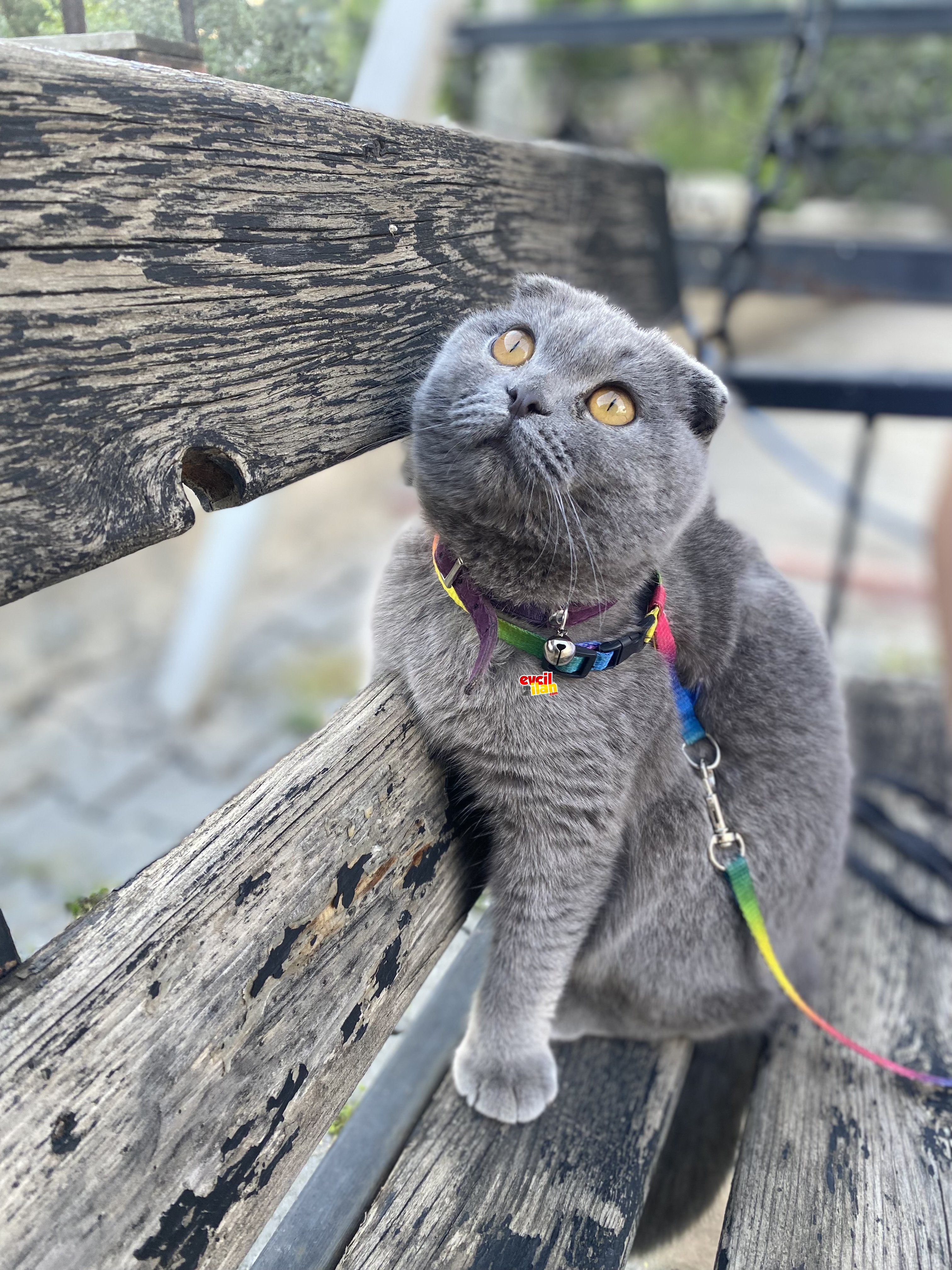 Harika kül rengi prenses 