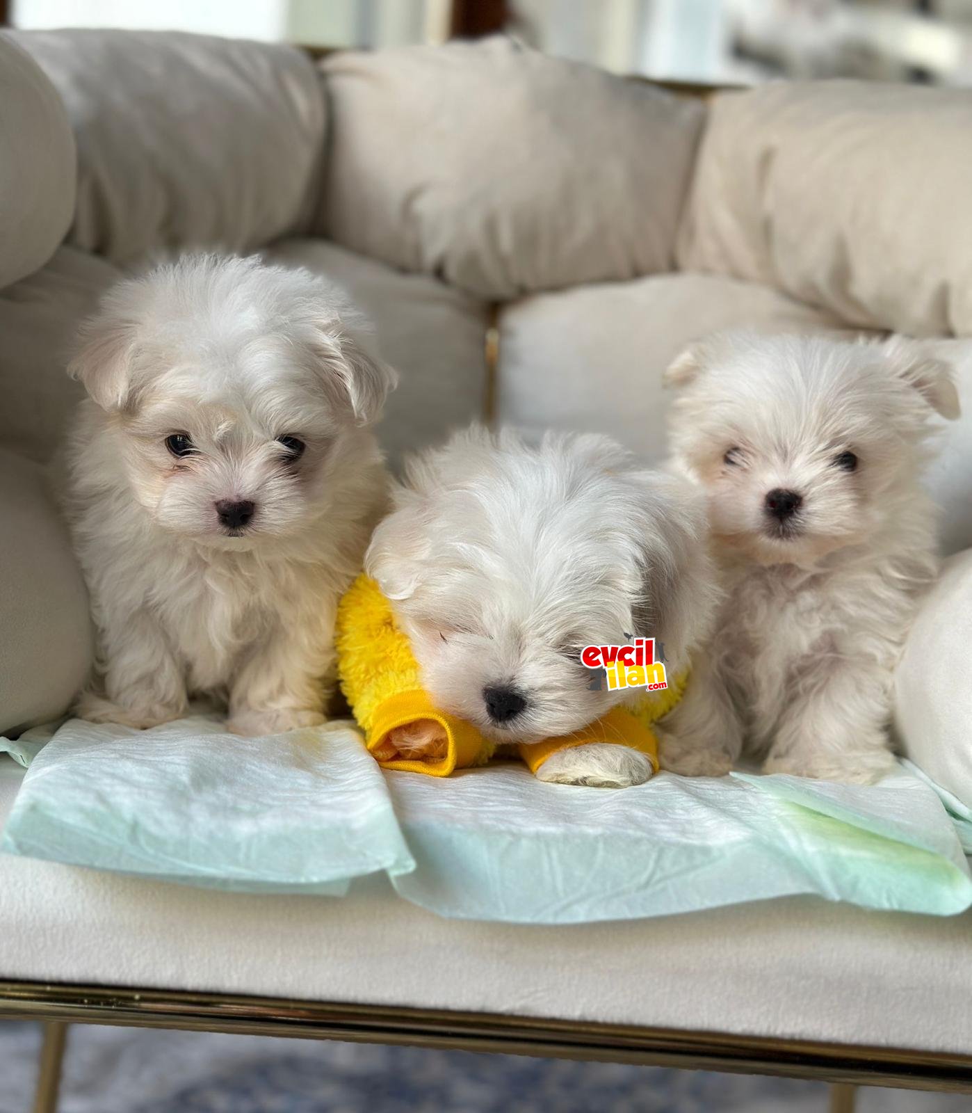 HARİKA MALTESE TERRİER KÖPEKLERİMİZ