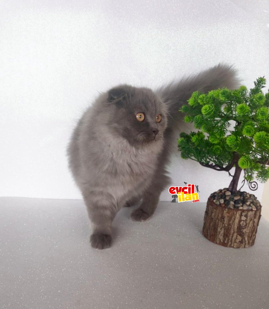 Harika Scottish Fold Longhair dişi