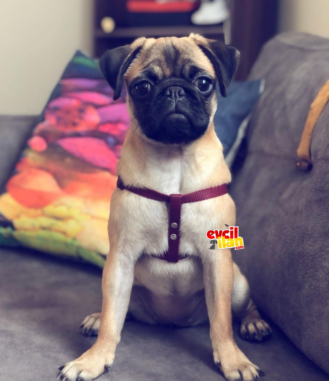 Has ırk pug. Tuvalet eğitimli, çok sevecen