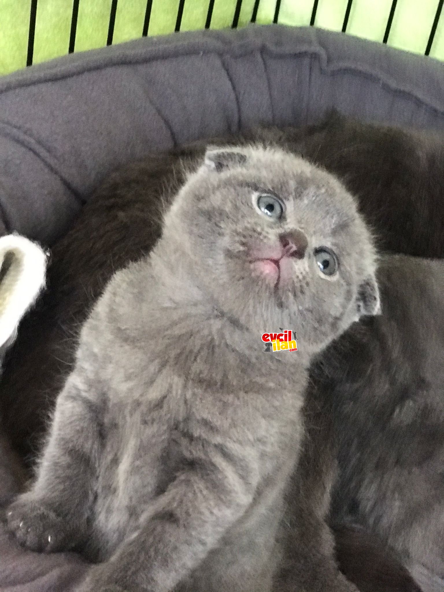 lcw kombin baba oğul demet akalın gölge otel