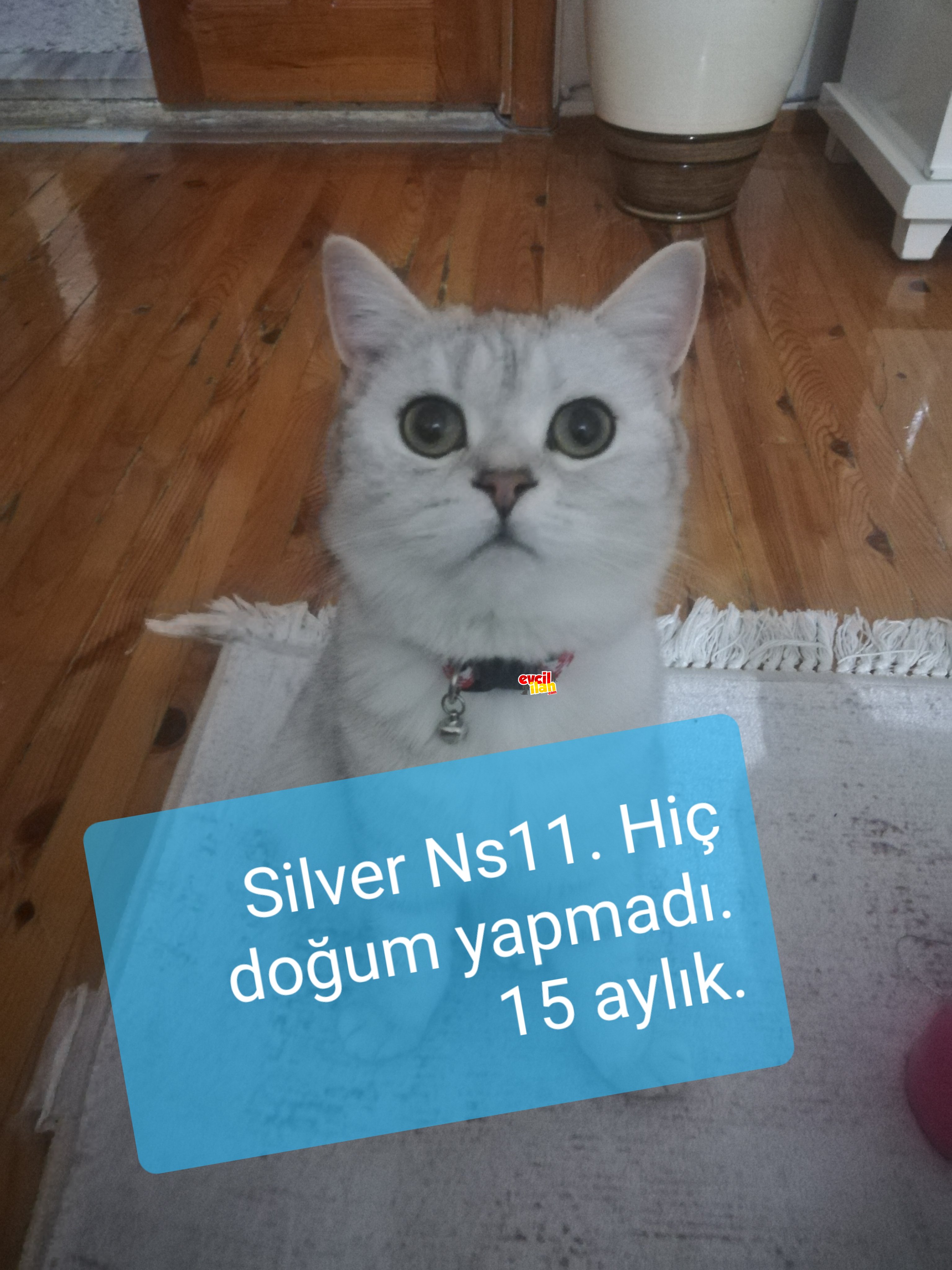 Hepsi sahiplendirilecektir. 