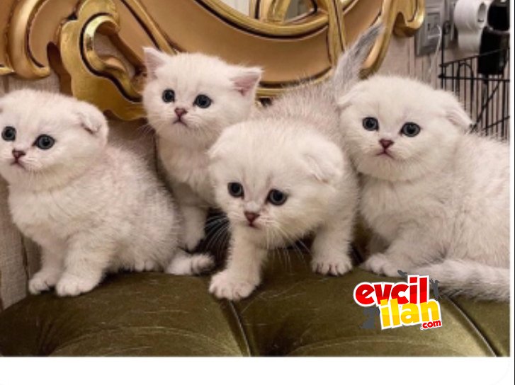 Her çeşit kedi mevcuttur