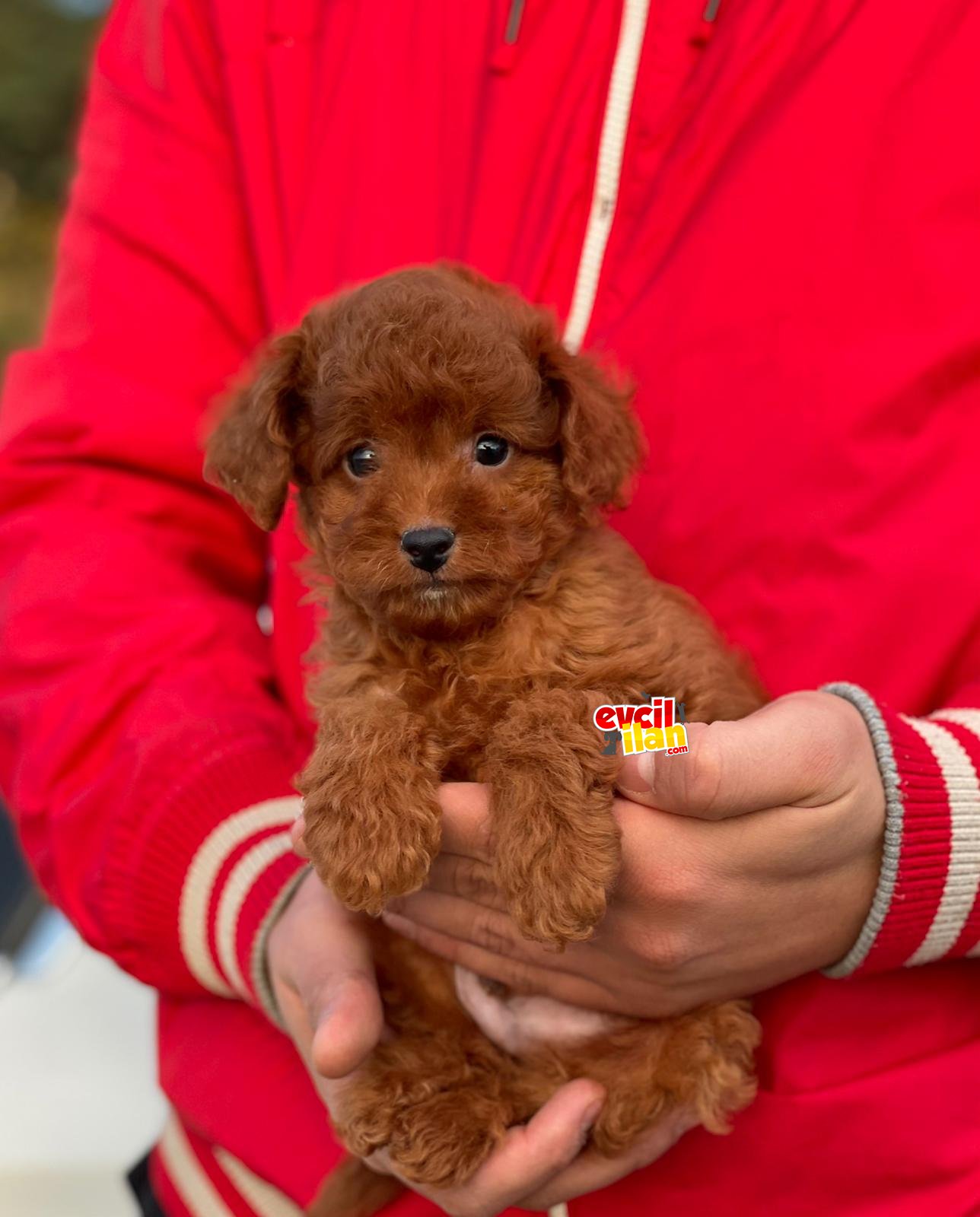 HER RENK TOY POODLE BEBEKLER