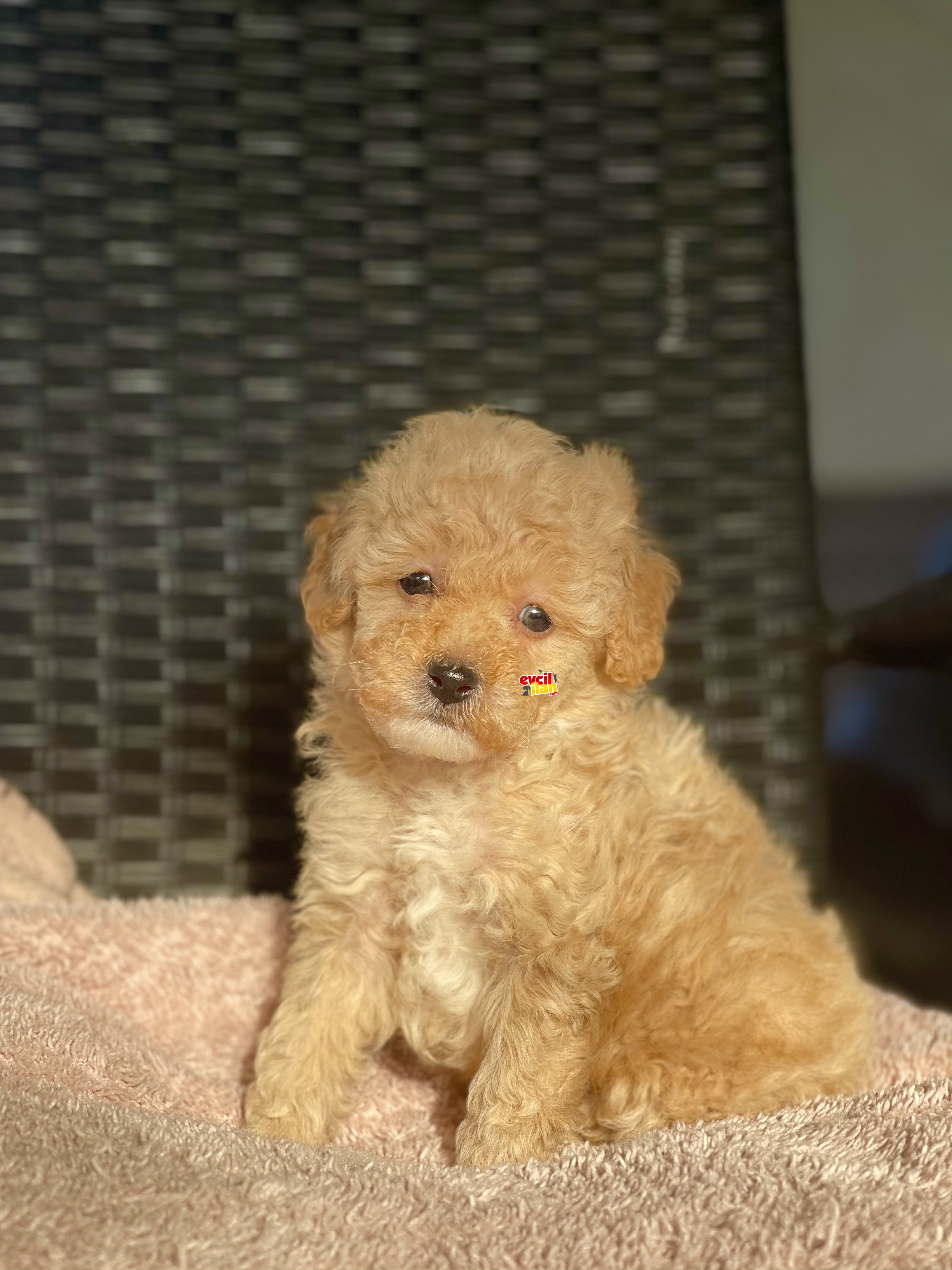 HER RENK VE CİNSİYET TOY POODLE BEBEKLER