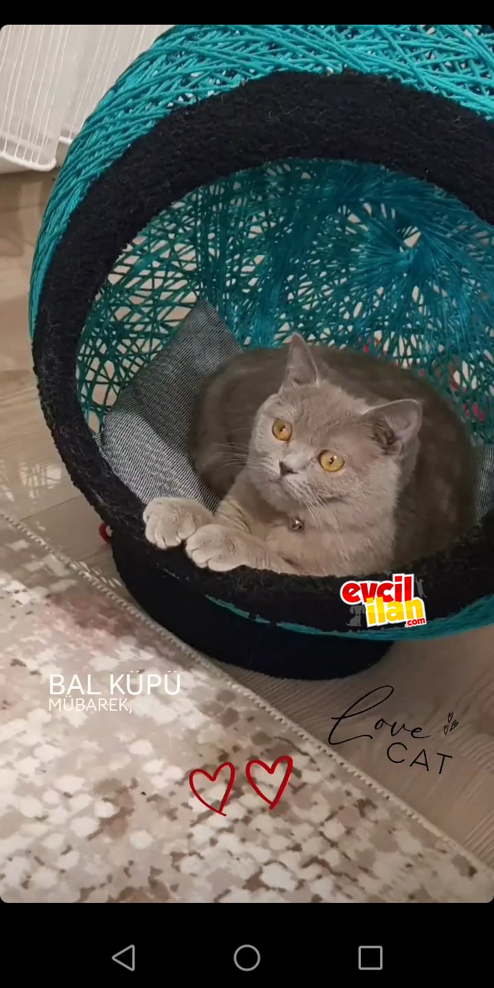 Herşeyi ile birlikte verilecek british shorthair 