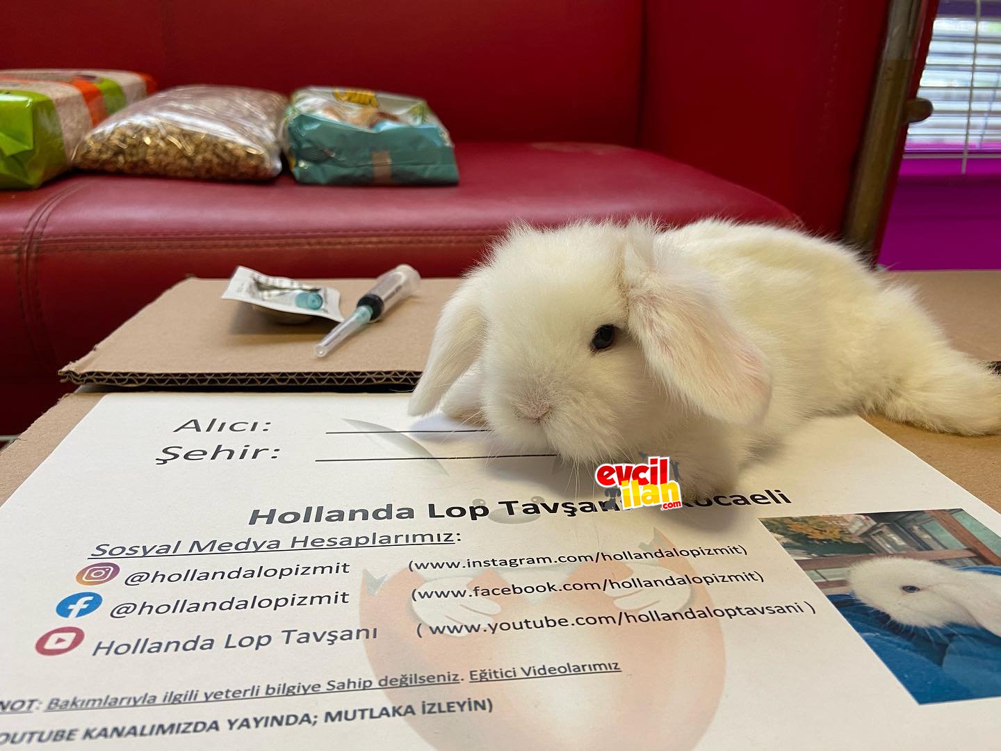 Hollanda Lop Tavşanı & Kemirgen Market