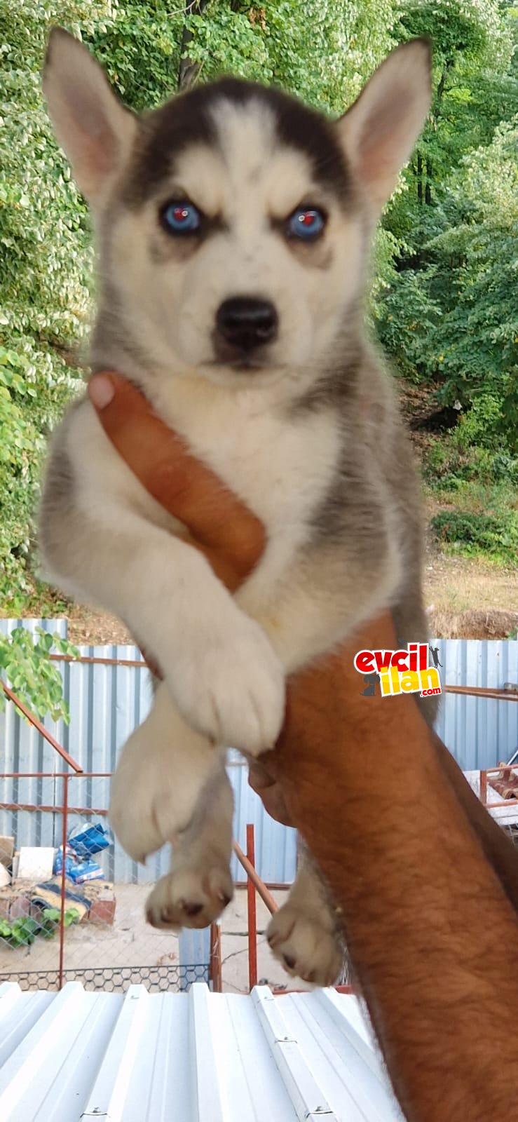 HUSKY YAVRULAR 