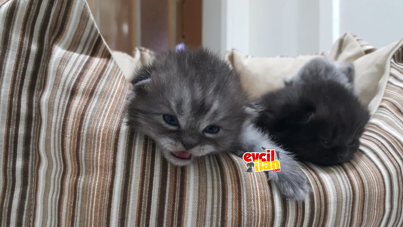 İki adet dişi yavru 
