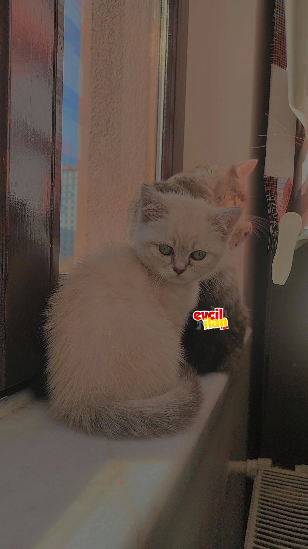 İki aylık british shorthair lynx point ve beyaz yavru