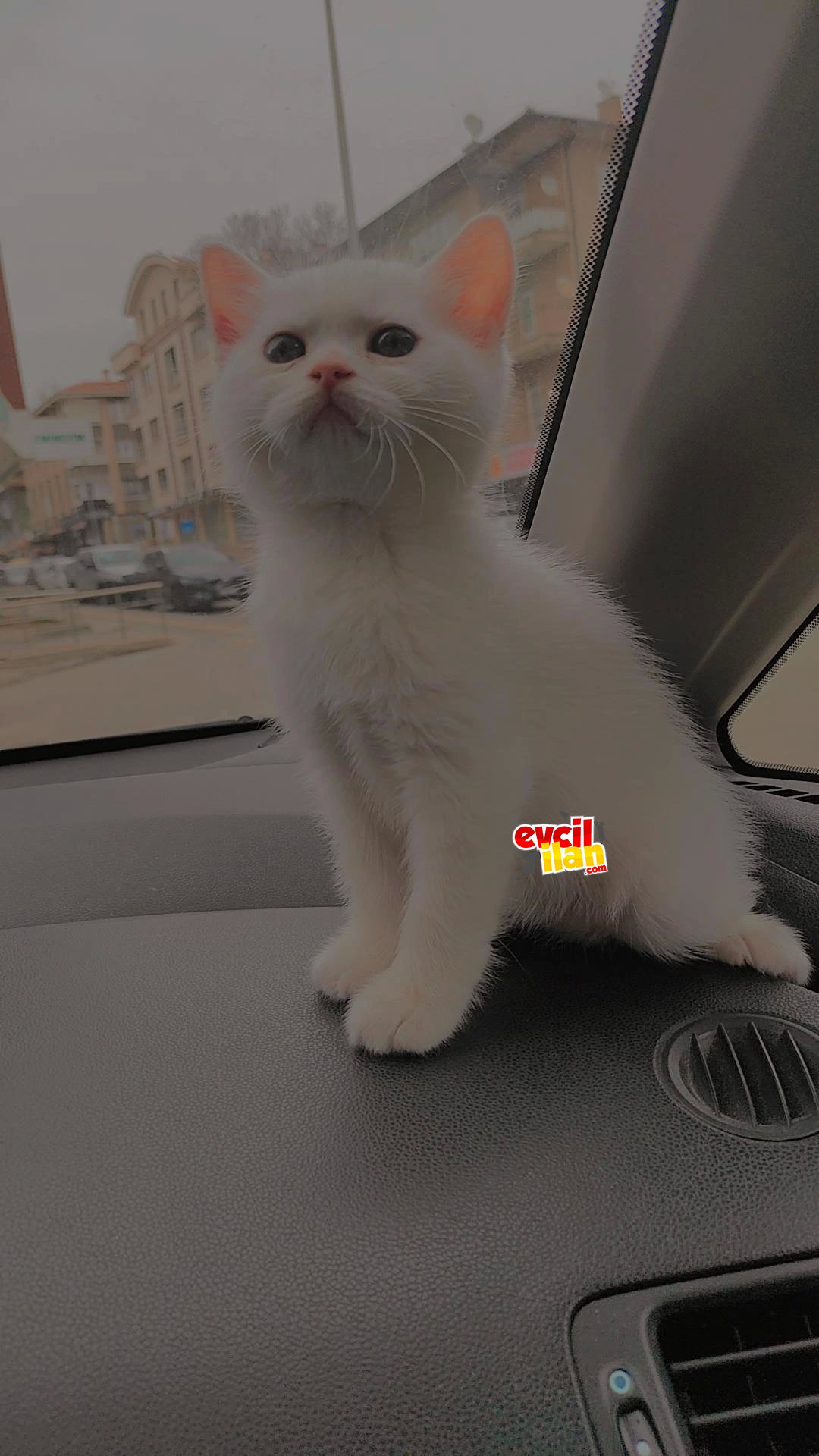 İki aylık british shorthair lynx point ve beyaz yavru