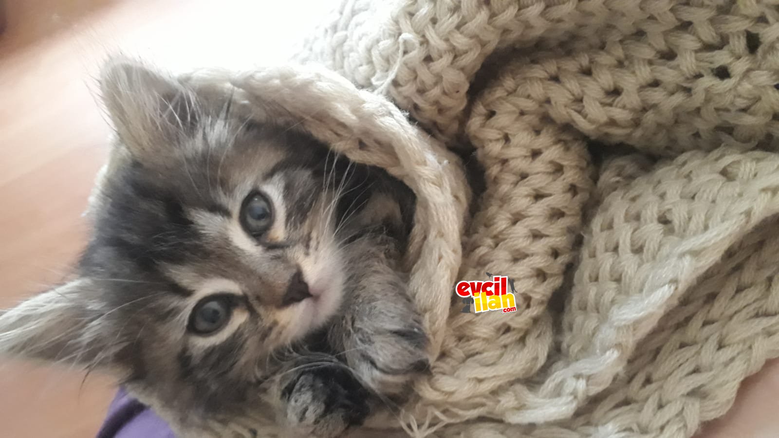 İki Aylık Yavru Kedi