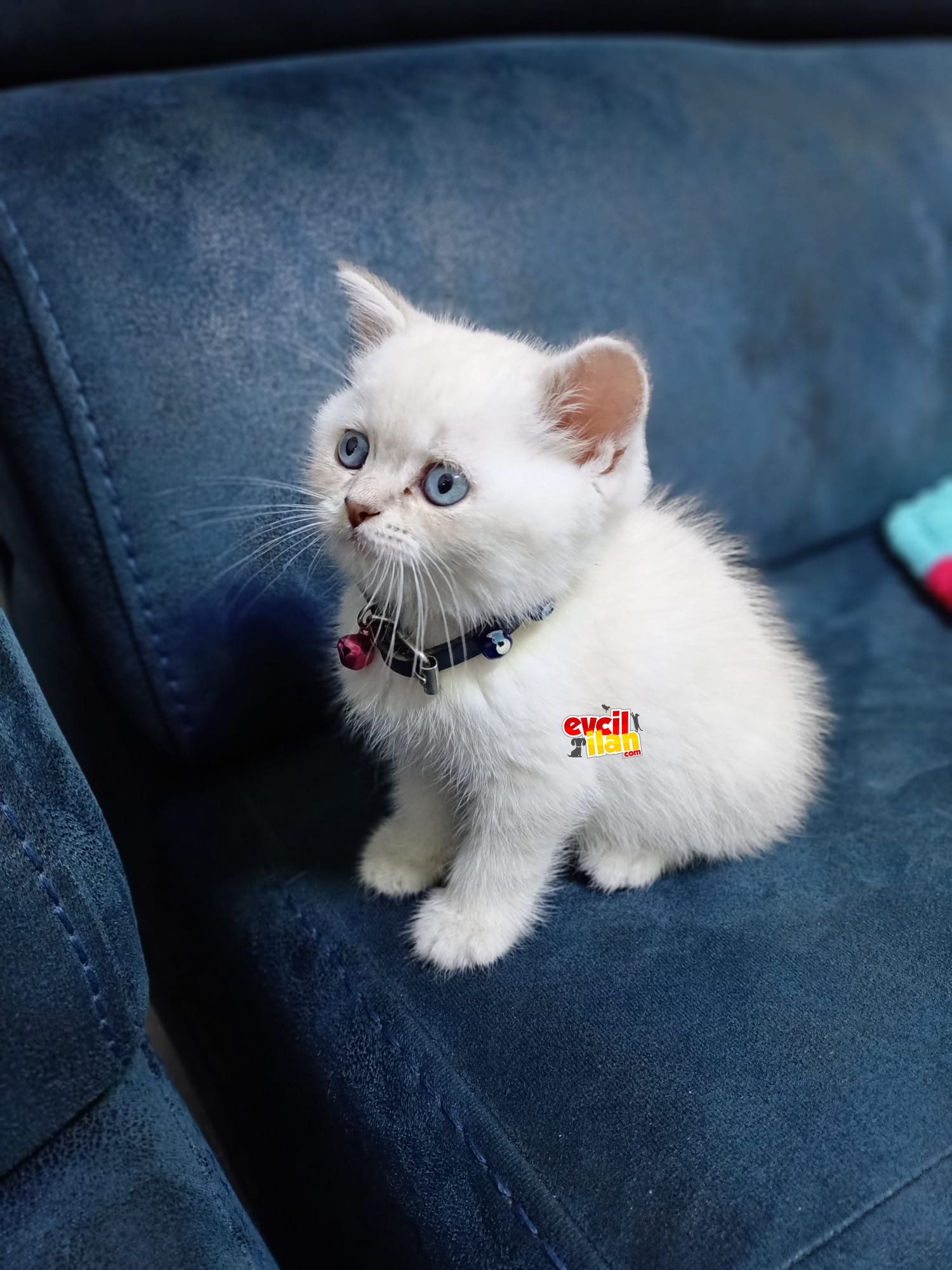 İki buçuk aylık british shorthair 