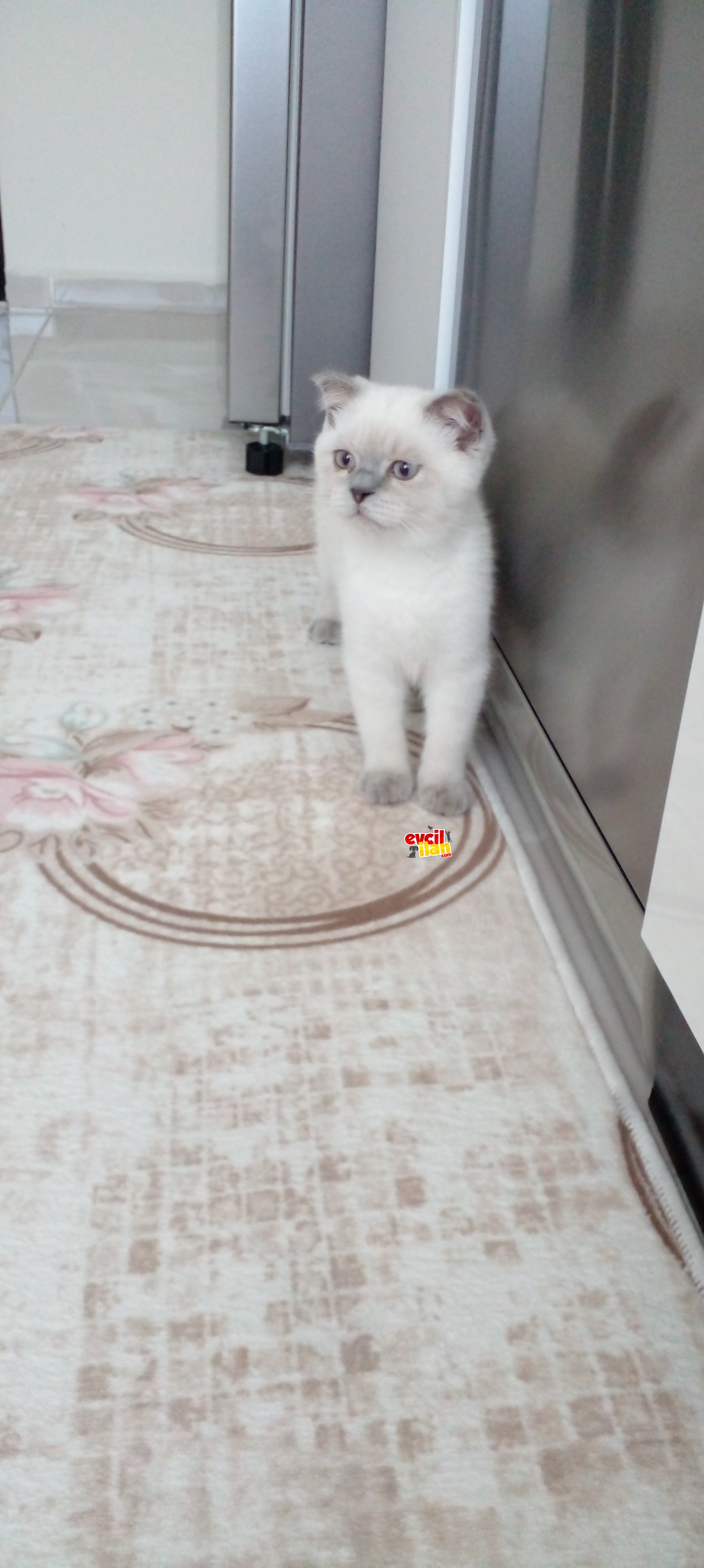 Iki evcil kefim var biri disi biri erkek ikiside satilik