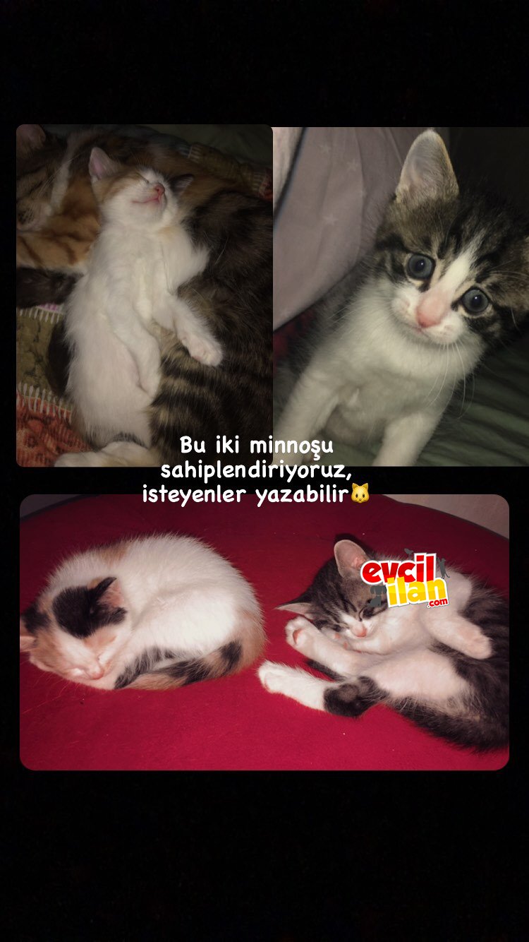İki miniğe yuva arıyoruz
