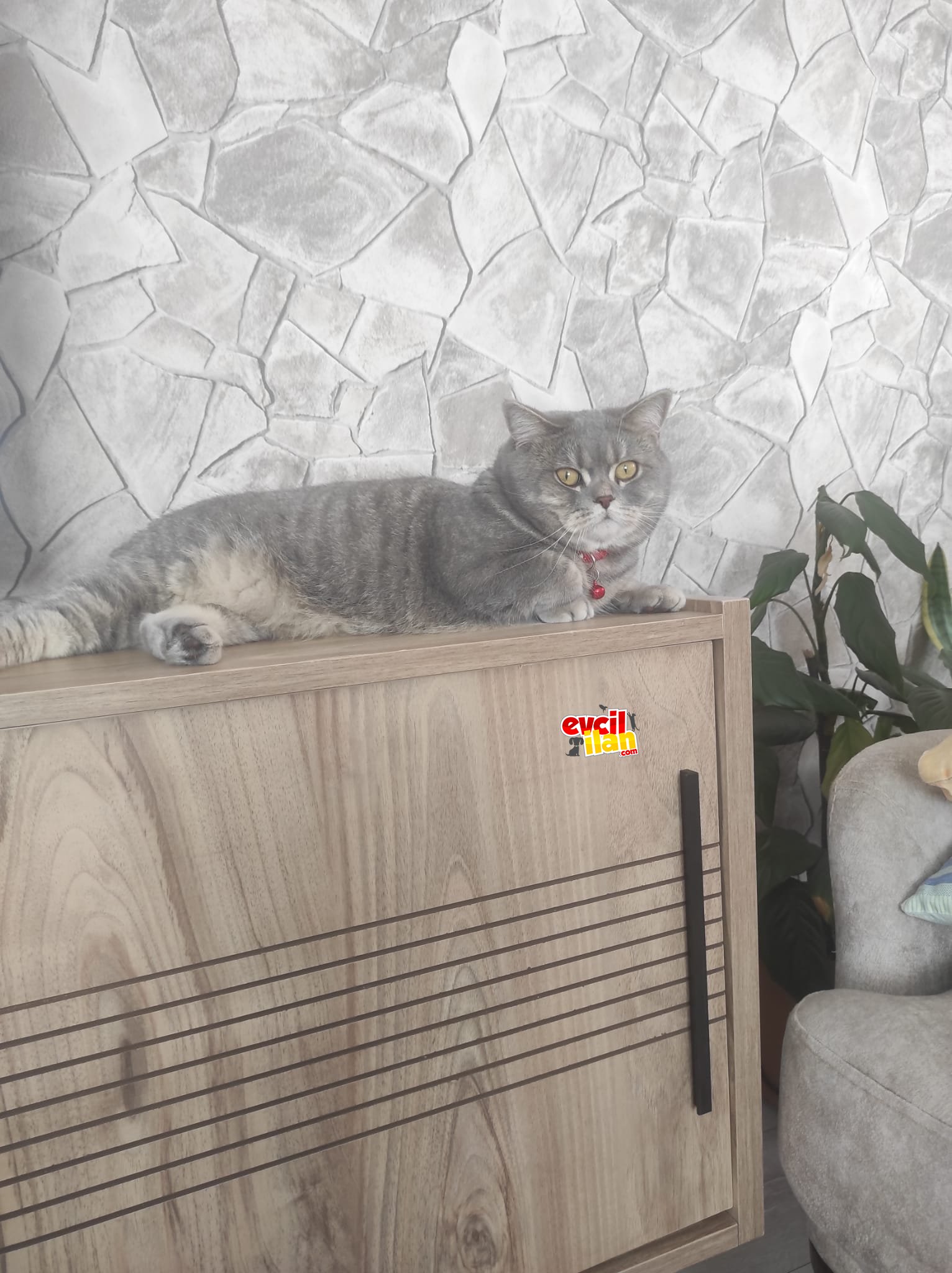 İki yaşında dişi kısır 