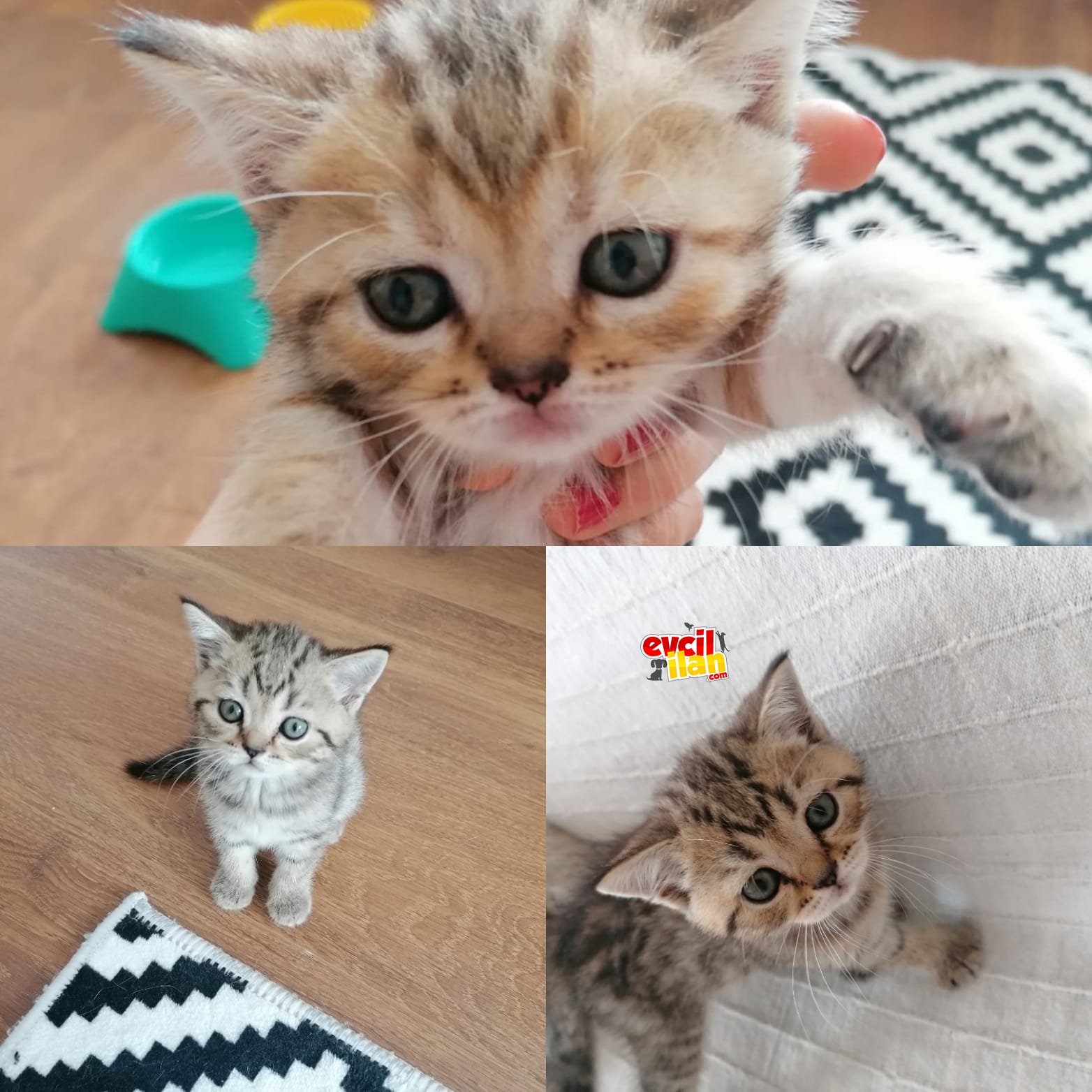 İlk aşıları yapılmış yavrular